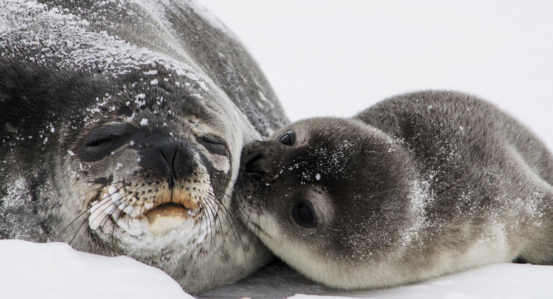 Cute Baby Seal Kiss at 640 x 1136 iPhone 5 size wallpapers HD quality