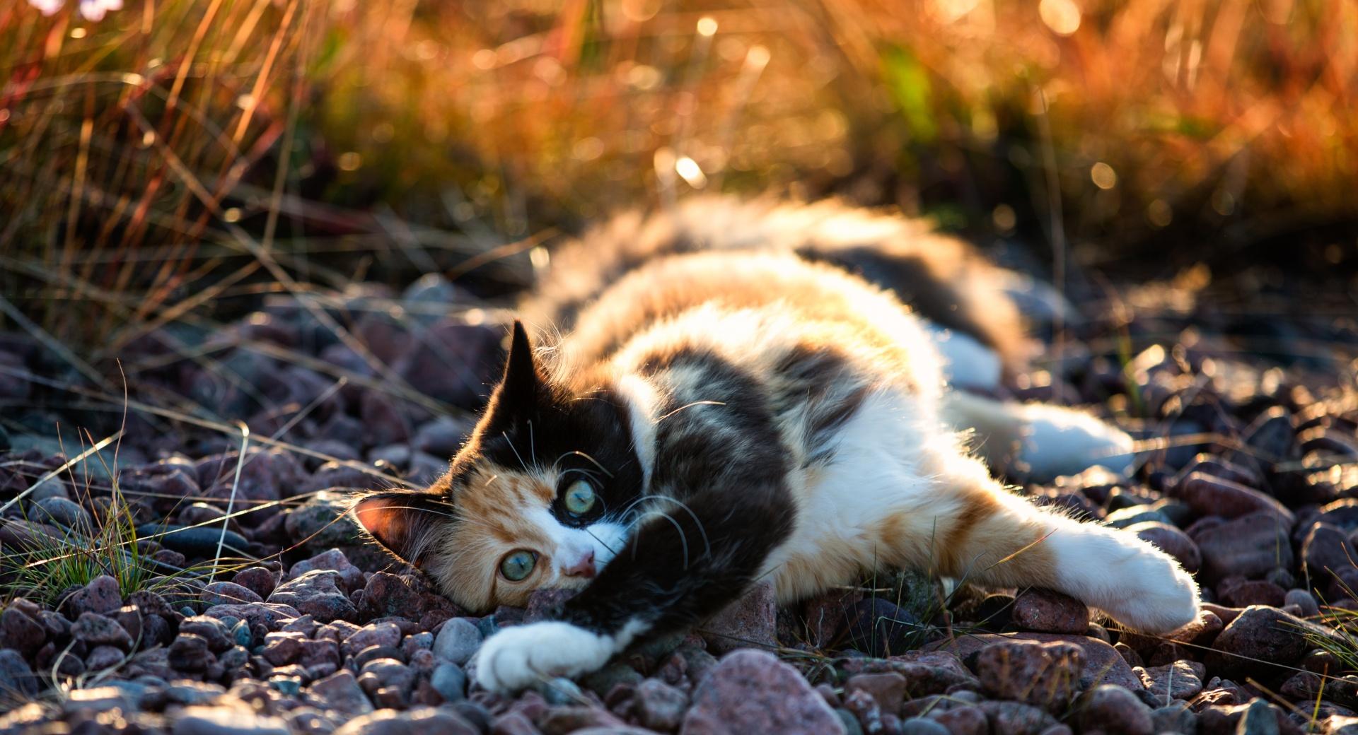 Cute Calico Kitten at 1152 x 864 size wallpapers HD quality