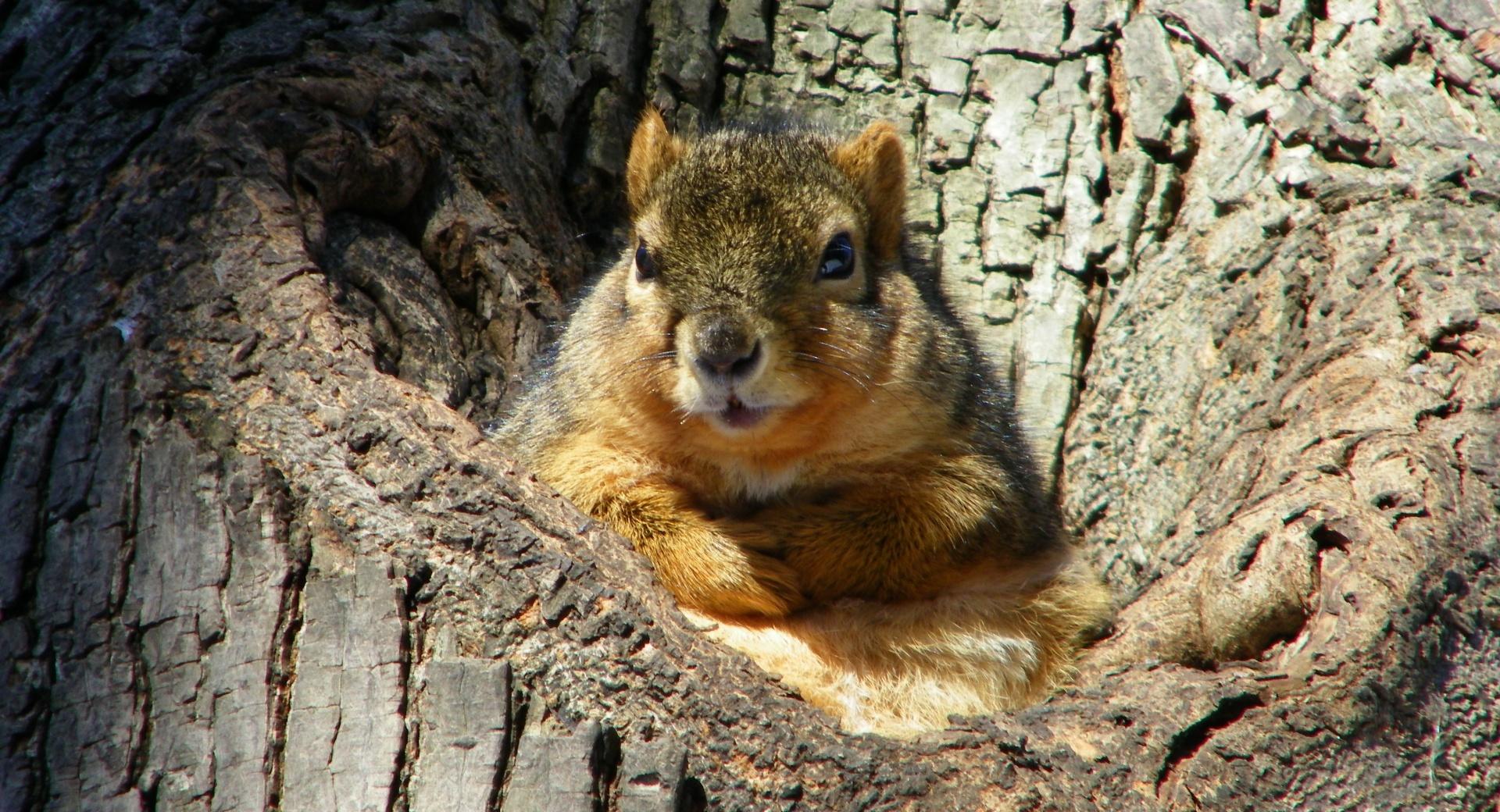 Cute Fat Squirrel at 640 x 960 iPhone 4 size wallpapers HD quality