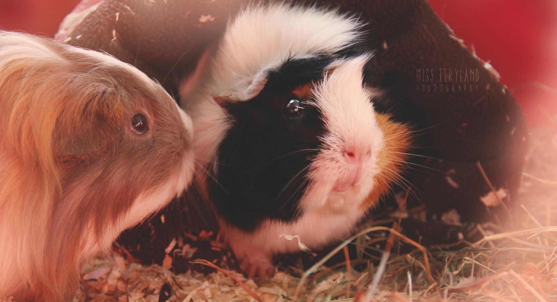 Cute Guinea Pigs at 640 x 960 iPhone 4 size wallpapers HD quality