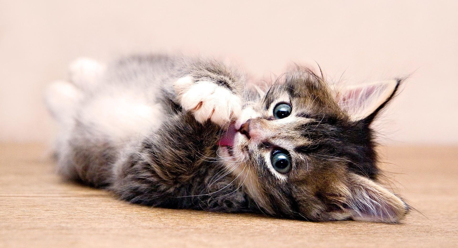 Cute Kitten Washing at 1280 x 960 size wallpapers HD quality