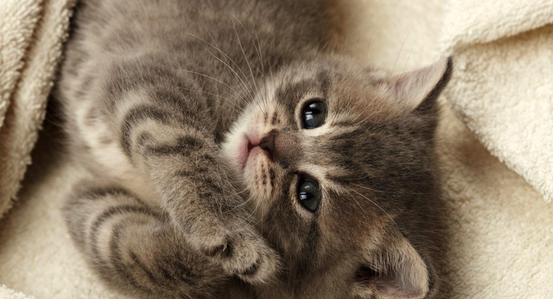 Cutest Kitten at 1024 x 1024 iPad size wallpapers HD quality