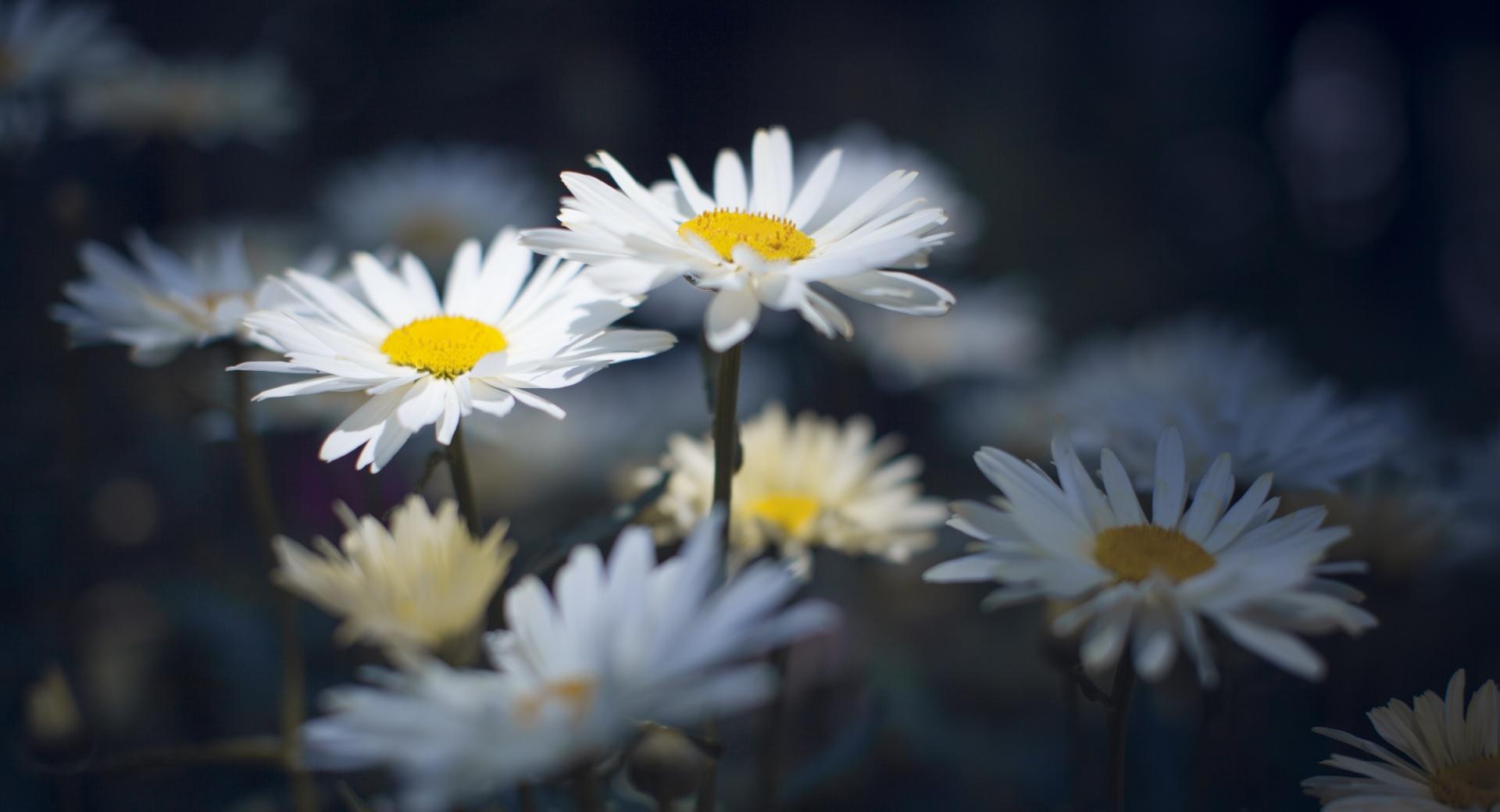 Daisies wallpapers HD quality