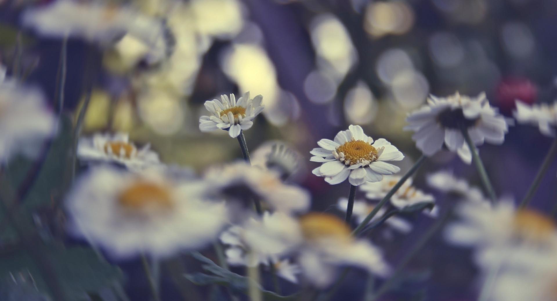 Daisies Bokeh at 1600 x 1200 size wallpapers HD quality