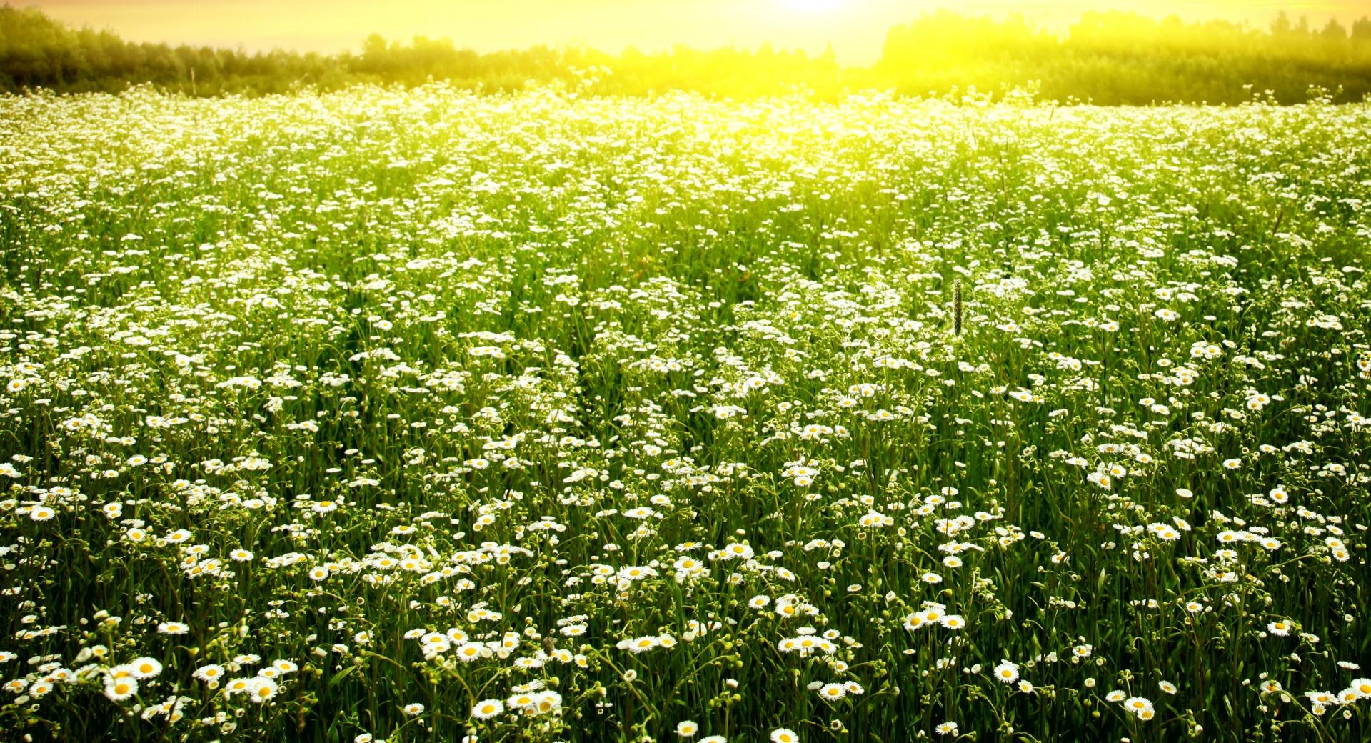 Daisies Field wallpapers HD quality