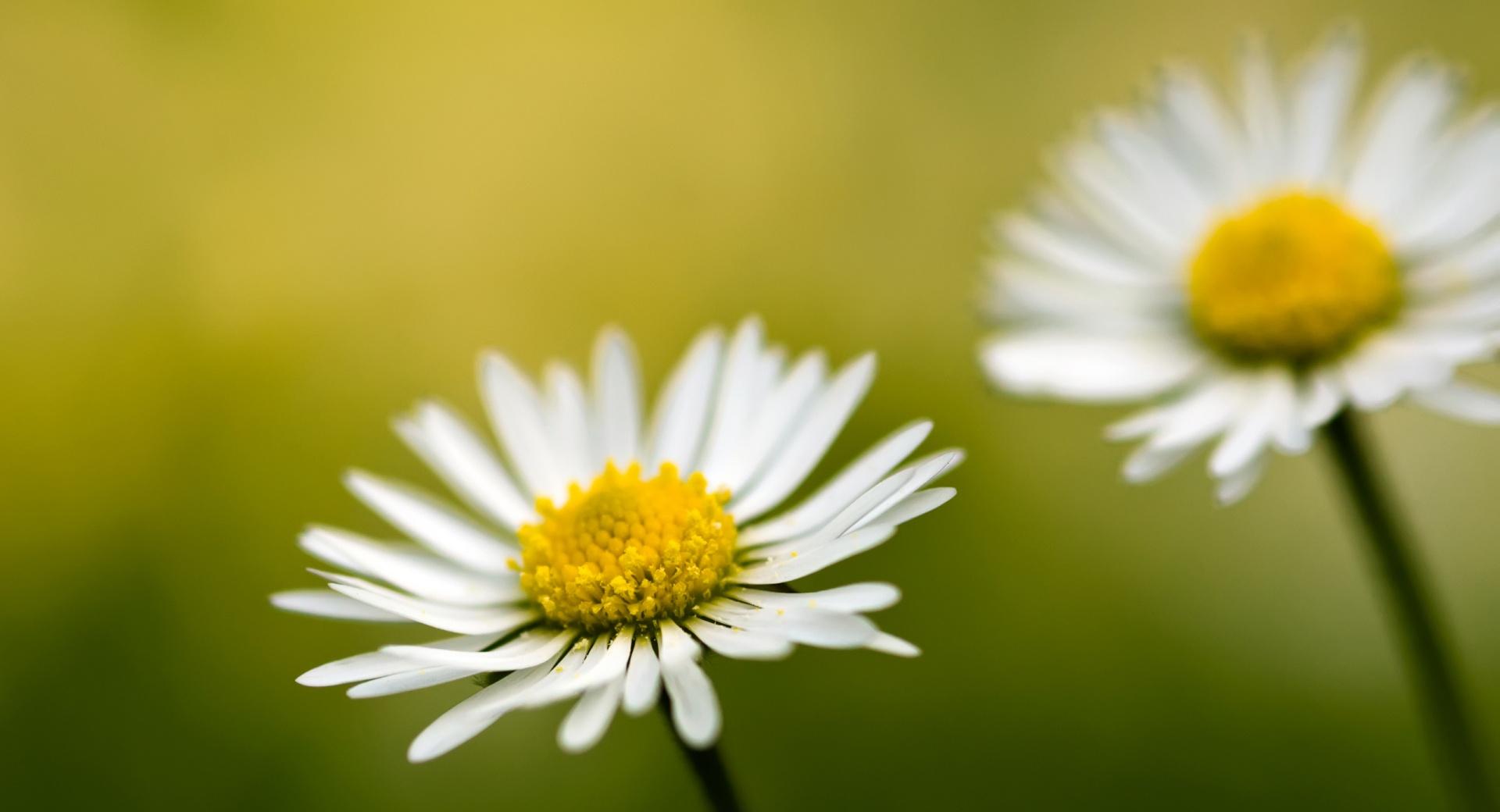 Daisy Bokeh at 1600 x 1200 size wallpapers HD quality