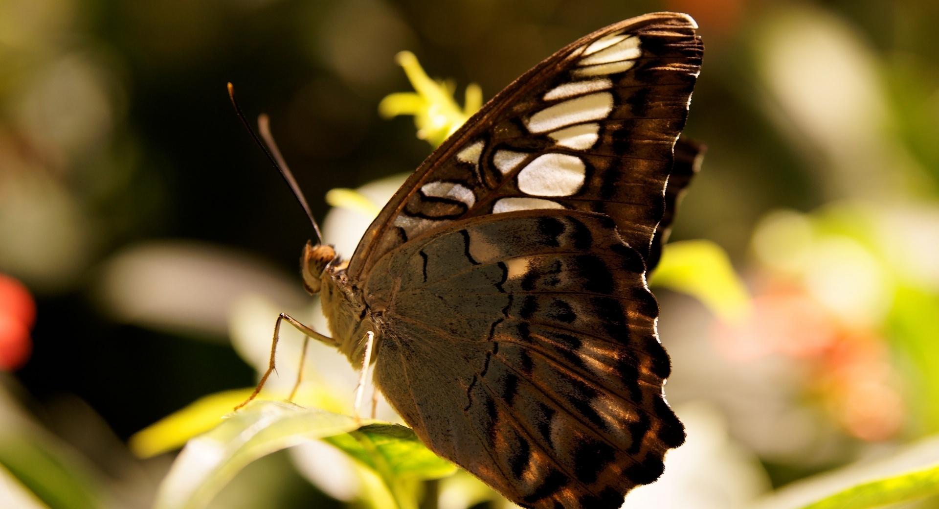 Dark Butterfly Macro at 1152 x 864 size wallpapers HD quality