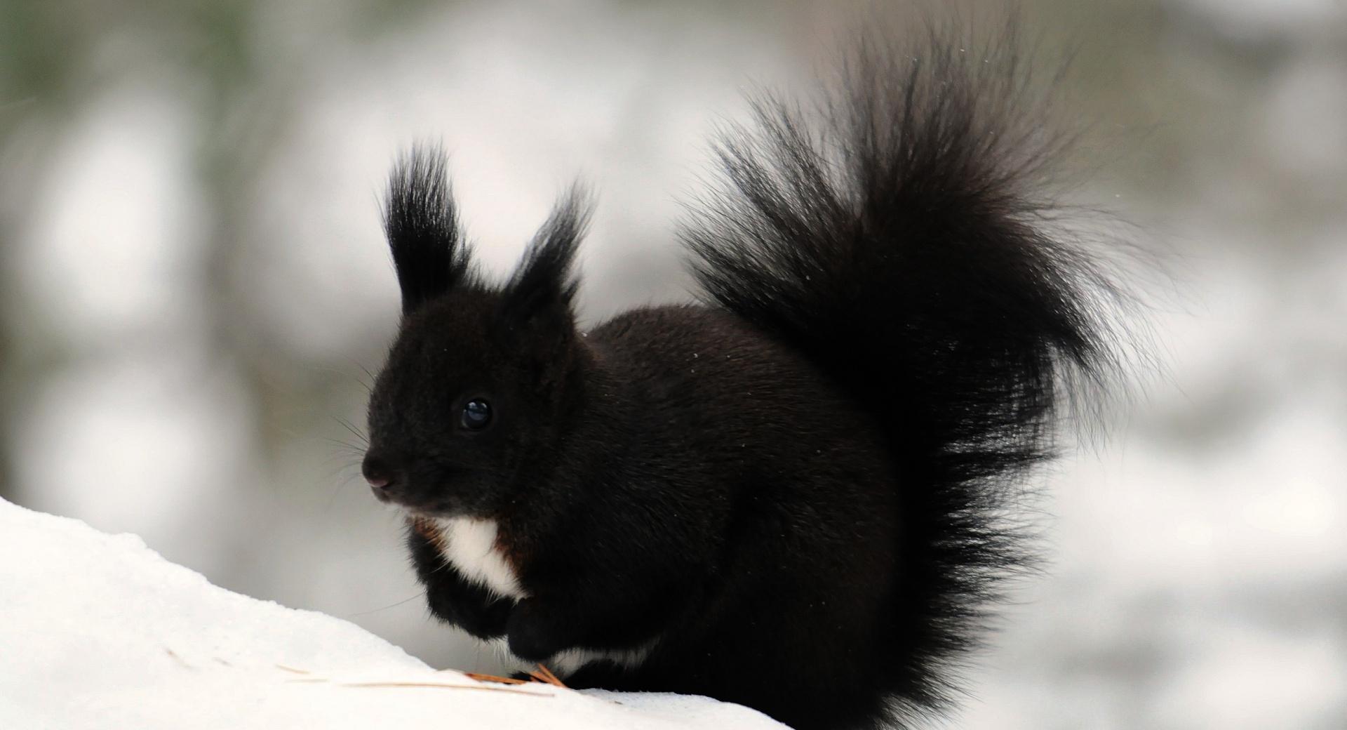 Dark Squirrel wallpapers HD quality