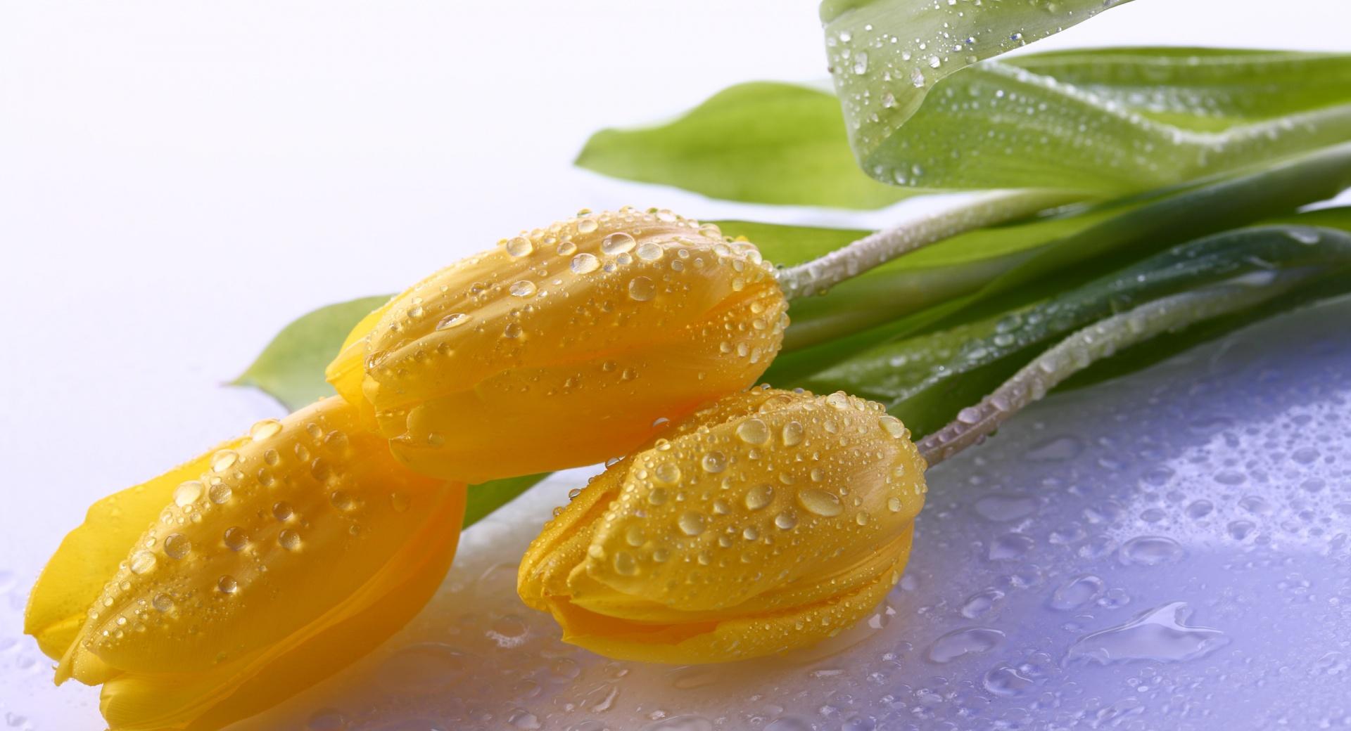 Dew On Yellow Tulips at 1152 x 864 size wallpapers HD quality