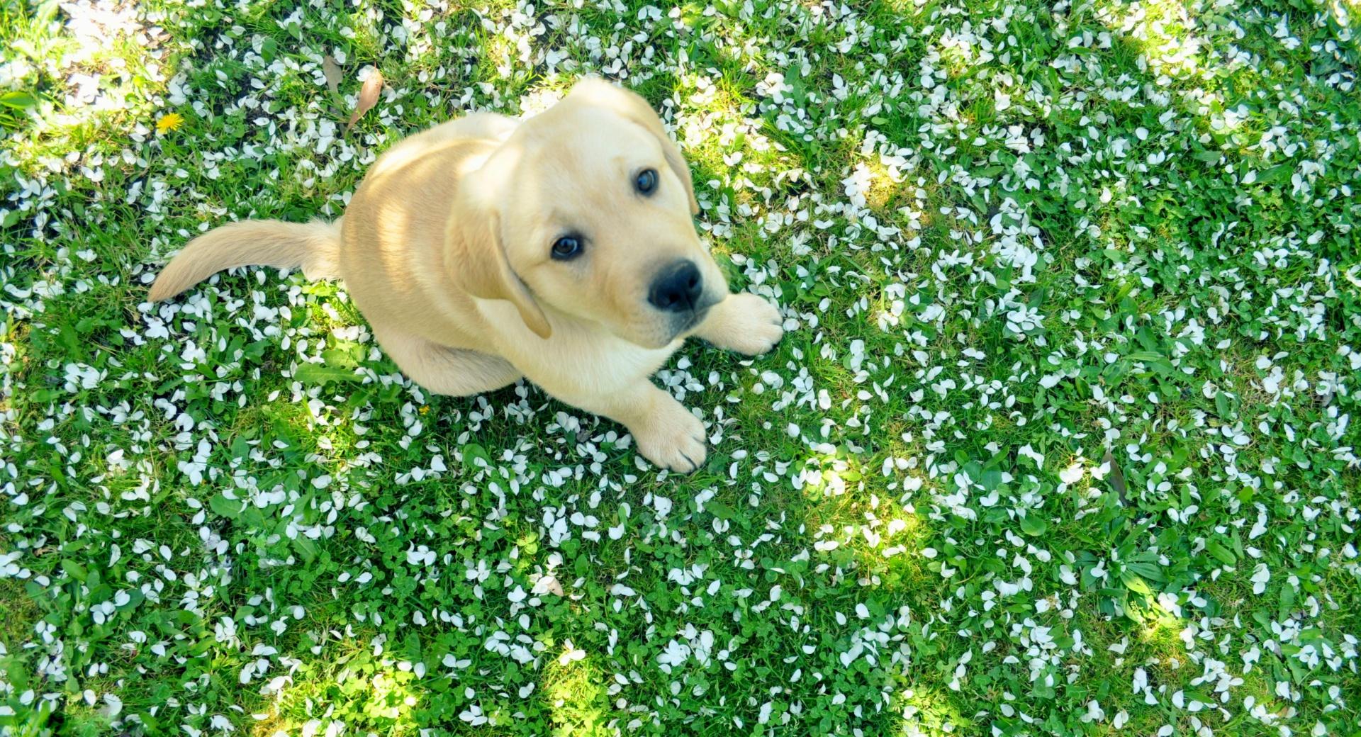 Dog And Spring at 1024 x 768 size wallpapers HD quality