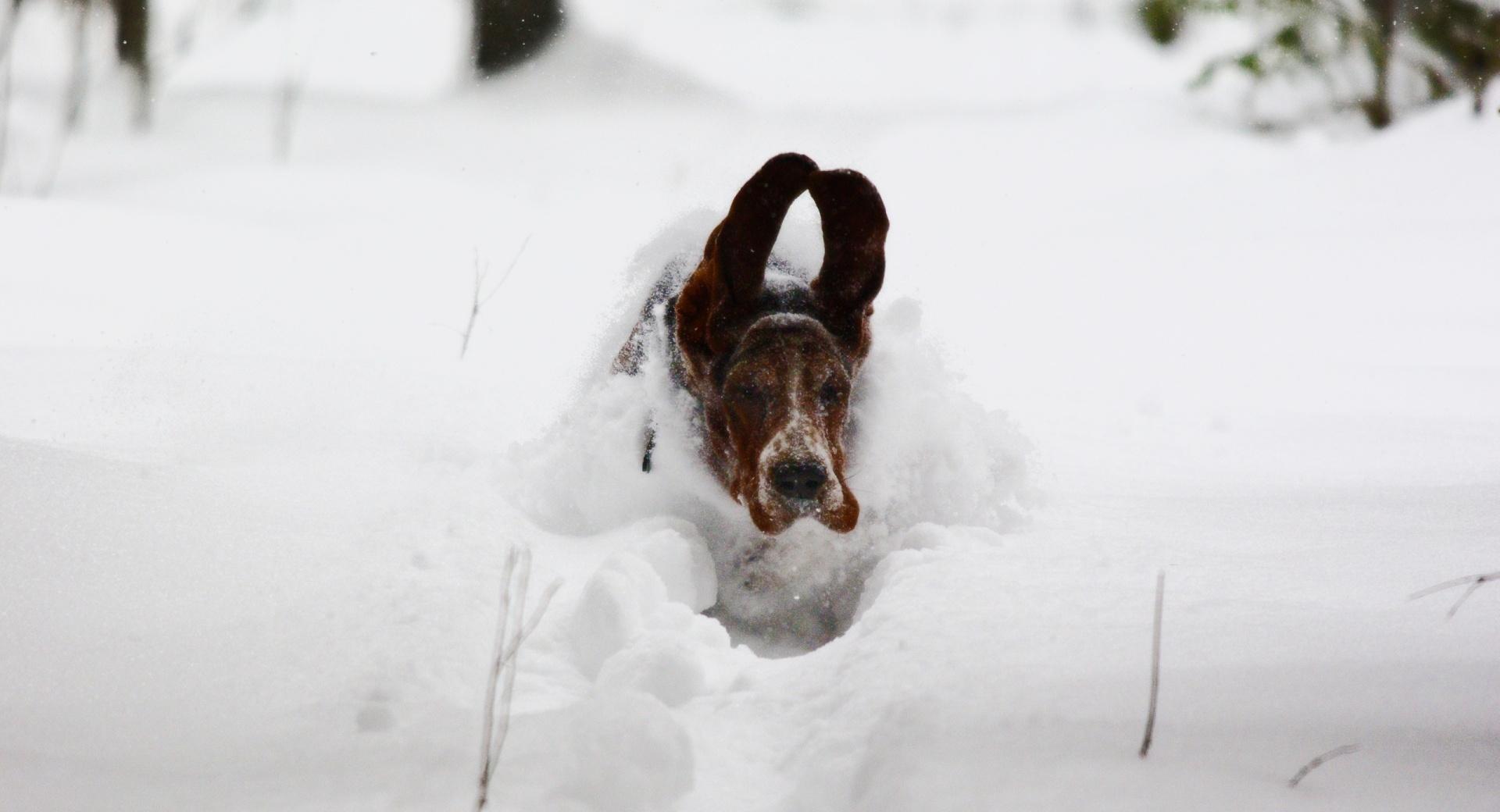 Dog Running In Snow at 320 x 480 iPhone size wallpapers HD quality
