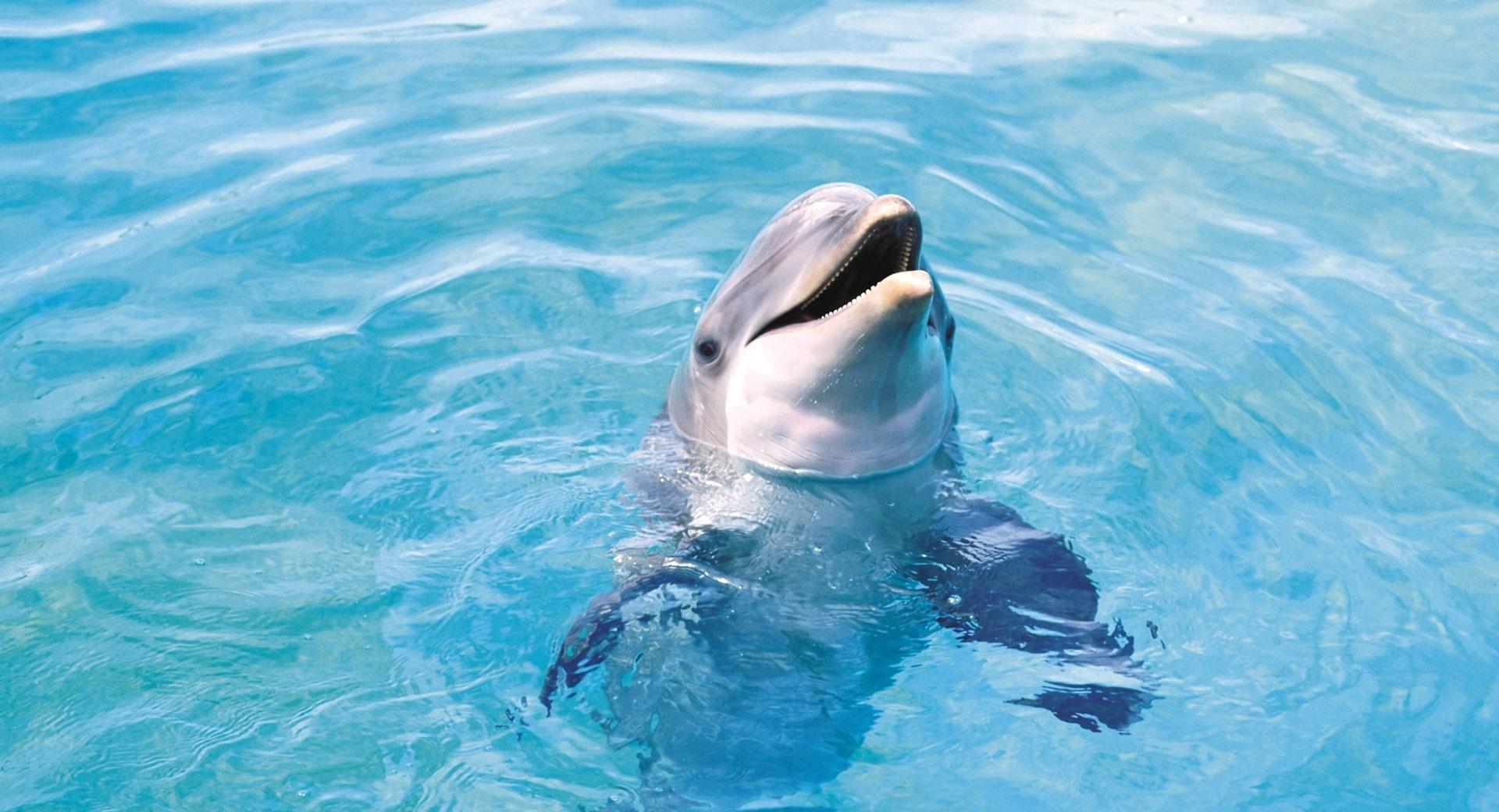 Dolphin HD at 1152 x 864 size wallpapers HD quality