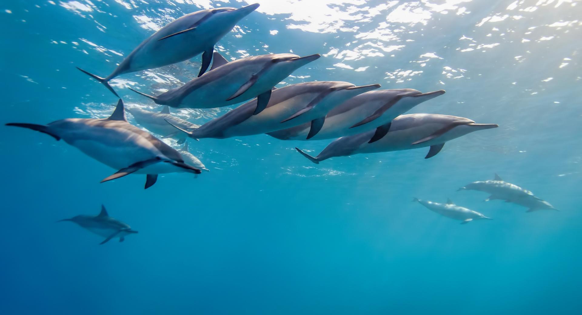Dolphins Underwater at 1600 x 1200 size wallpapers HD quality