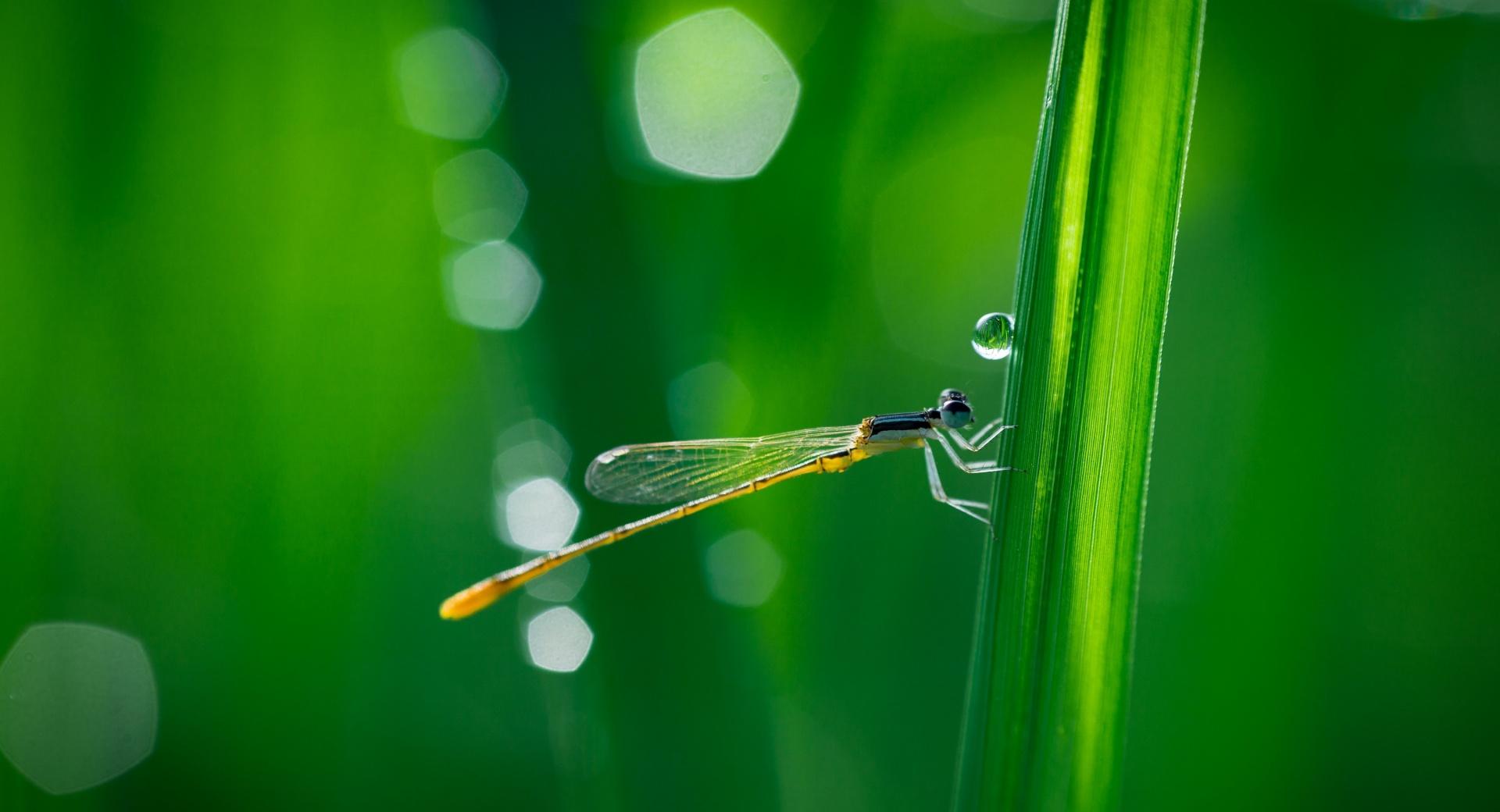 Dragonfly, Green Grass, Macro at 1280 x 960 size wallpapers HD quality