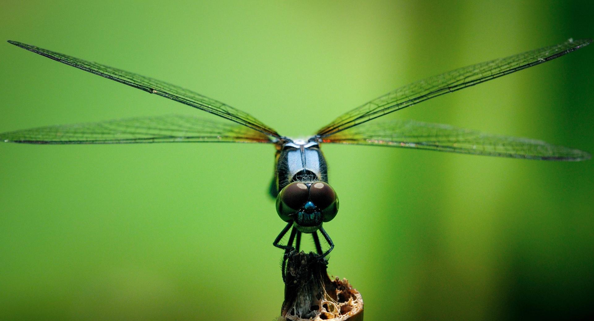 Dragonfly Macro Photography at 1152 x 864 size wallpapers HD quality