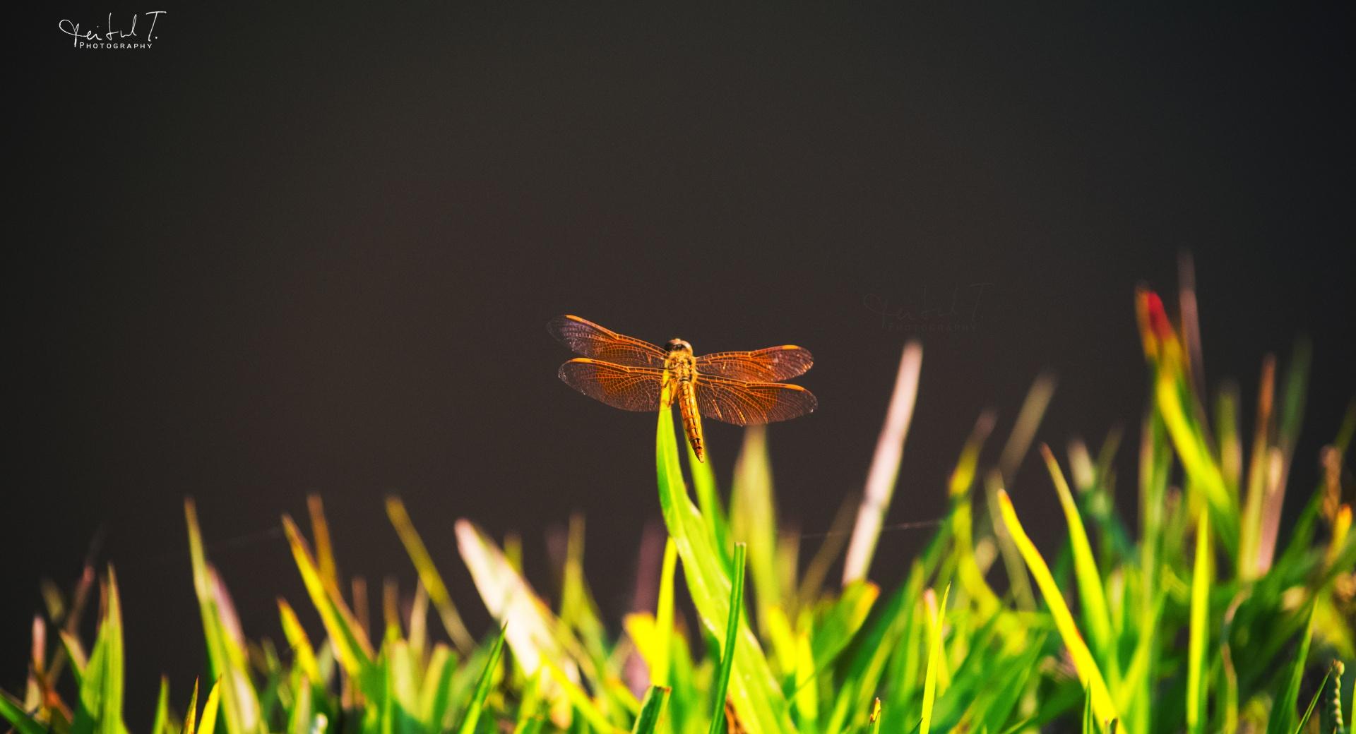 Dragonfly on Grass at 1334 x 750 iPhone 7 size wallpapers HD quality