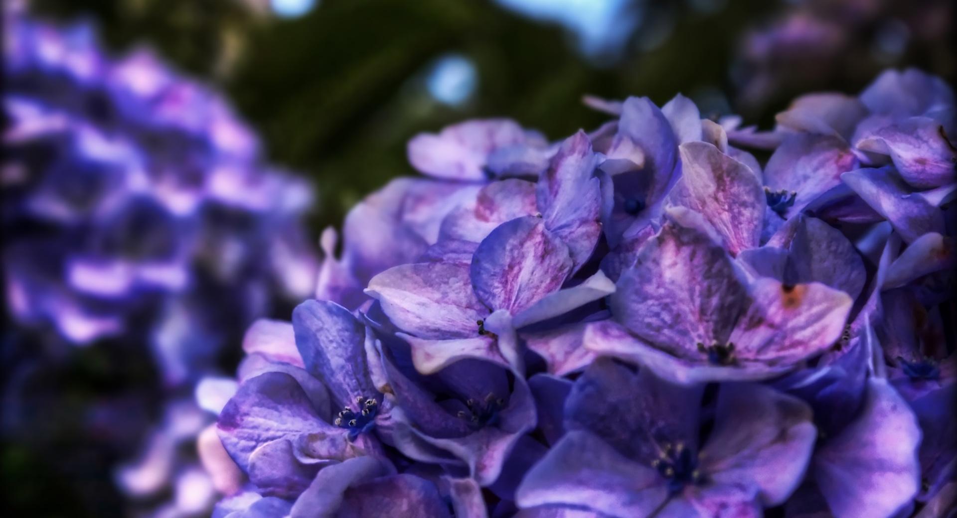 Dreamy Purple Flower wallpapers HD quality