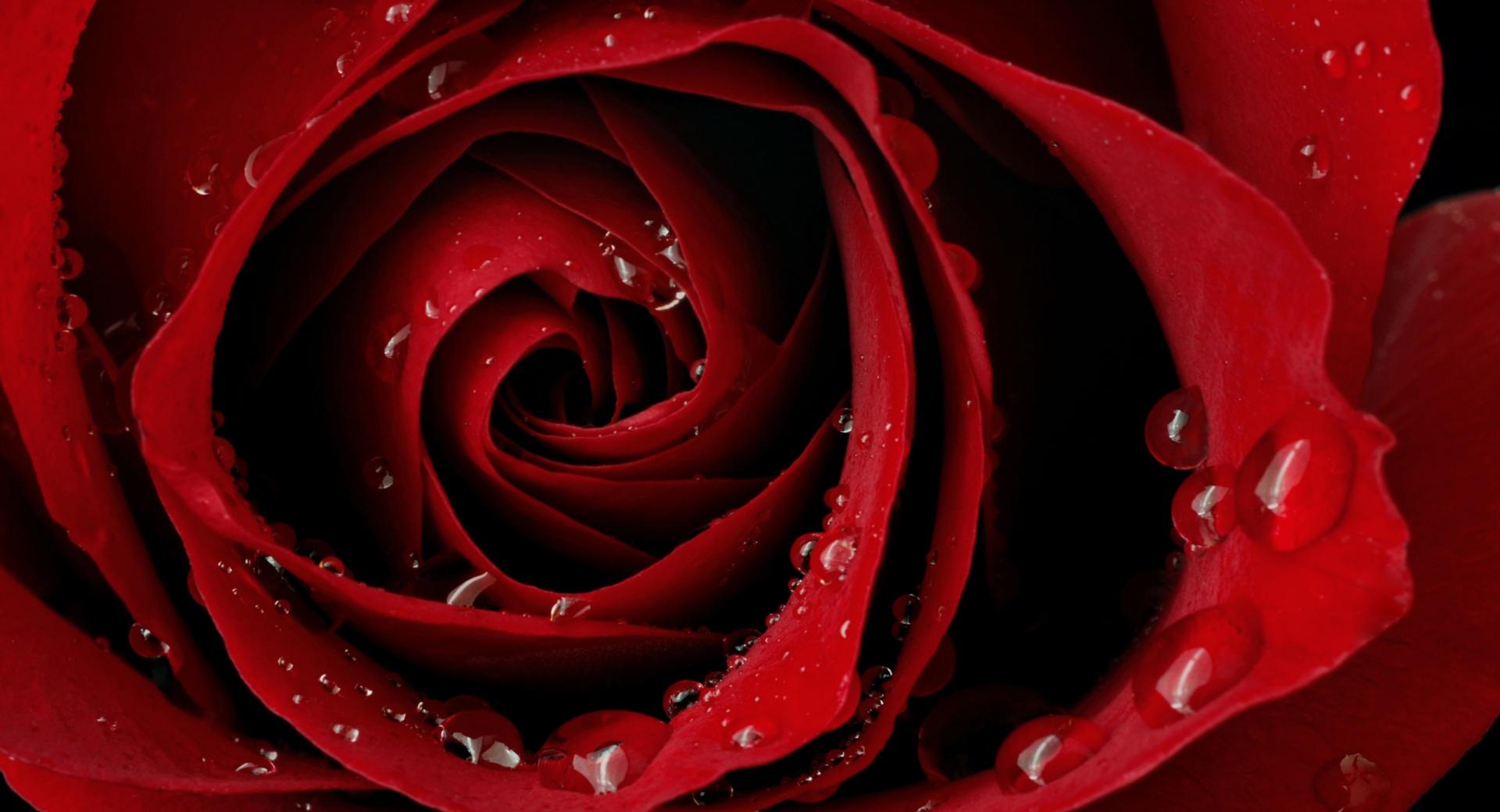 Droplets On A Rose wallpapers HD quality