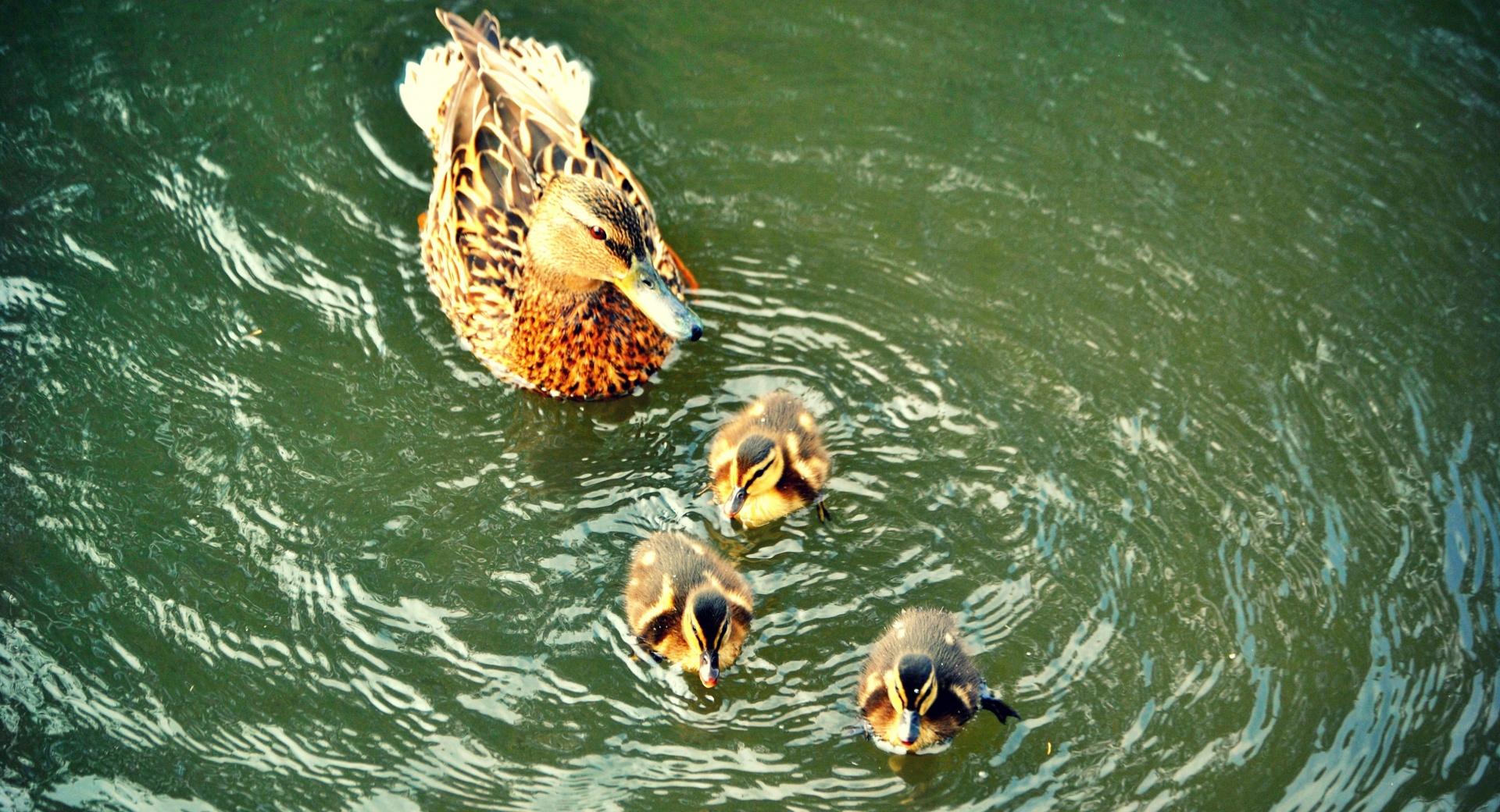 Ducklings at 2048 x 2048 iPad size wallpapers HD quality