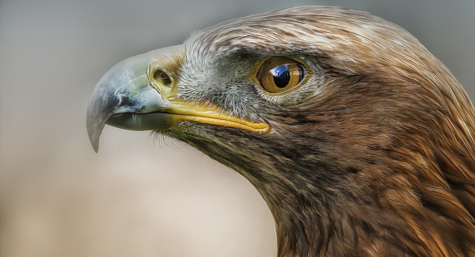 Eagle Macro Predator Bird at 2048 x 2048 iPad size wallpapers HD quality