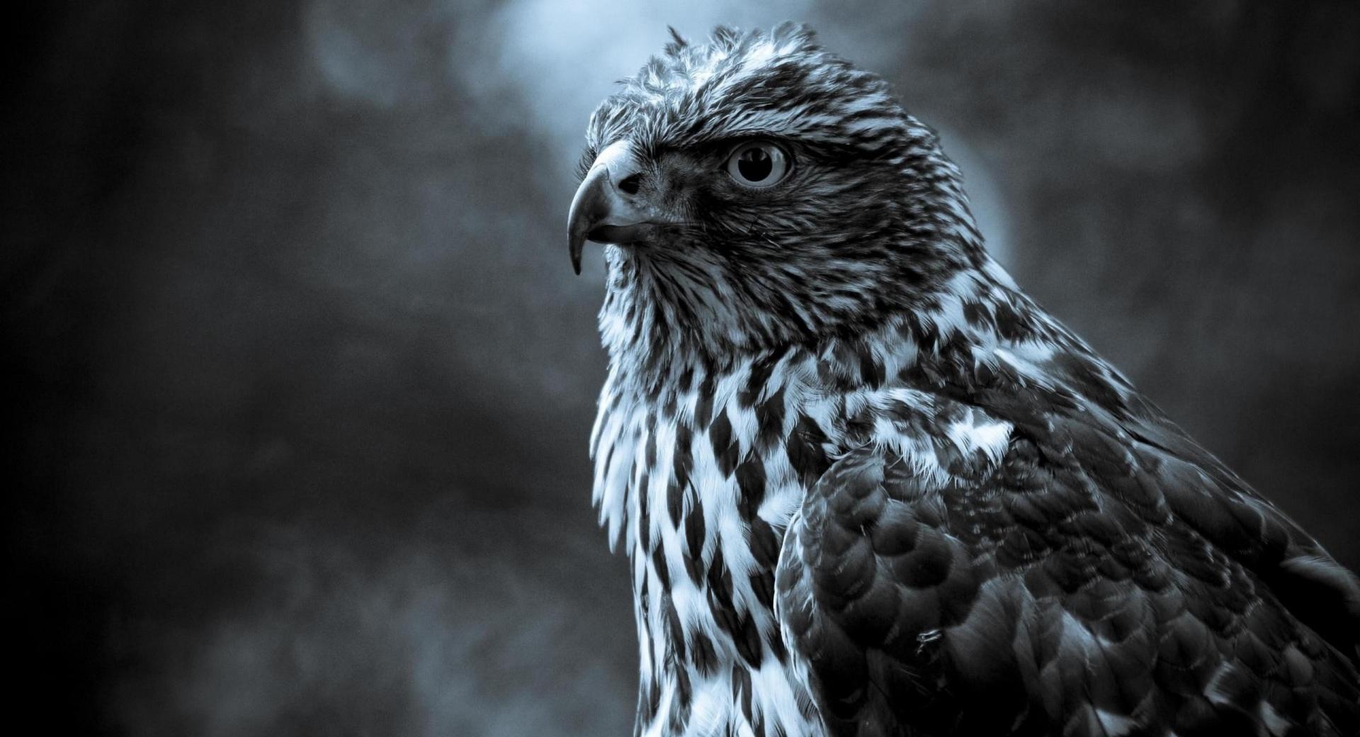 Eagle Perched at 1152 x 864 size wallpapers HD quality