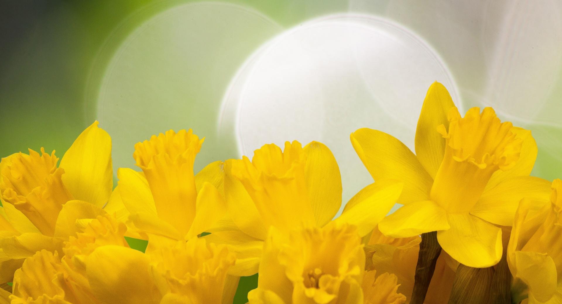 Easter Daffodils Flowers Spring at 1024 x 1024 iPad size wallpapers HD quality