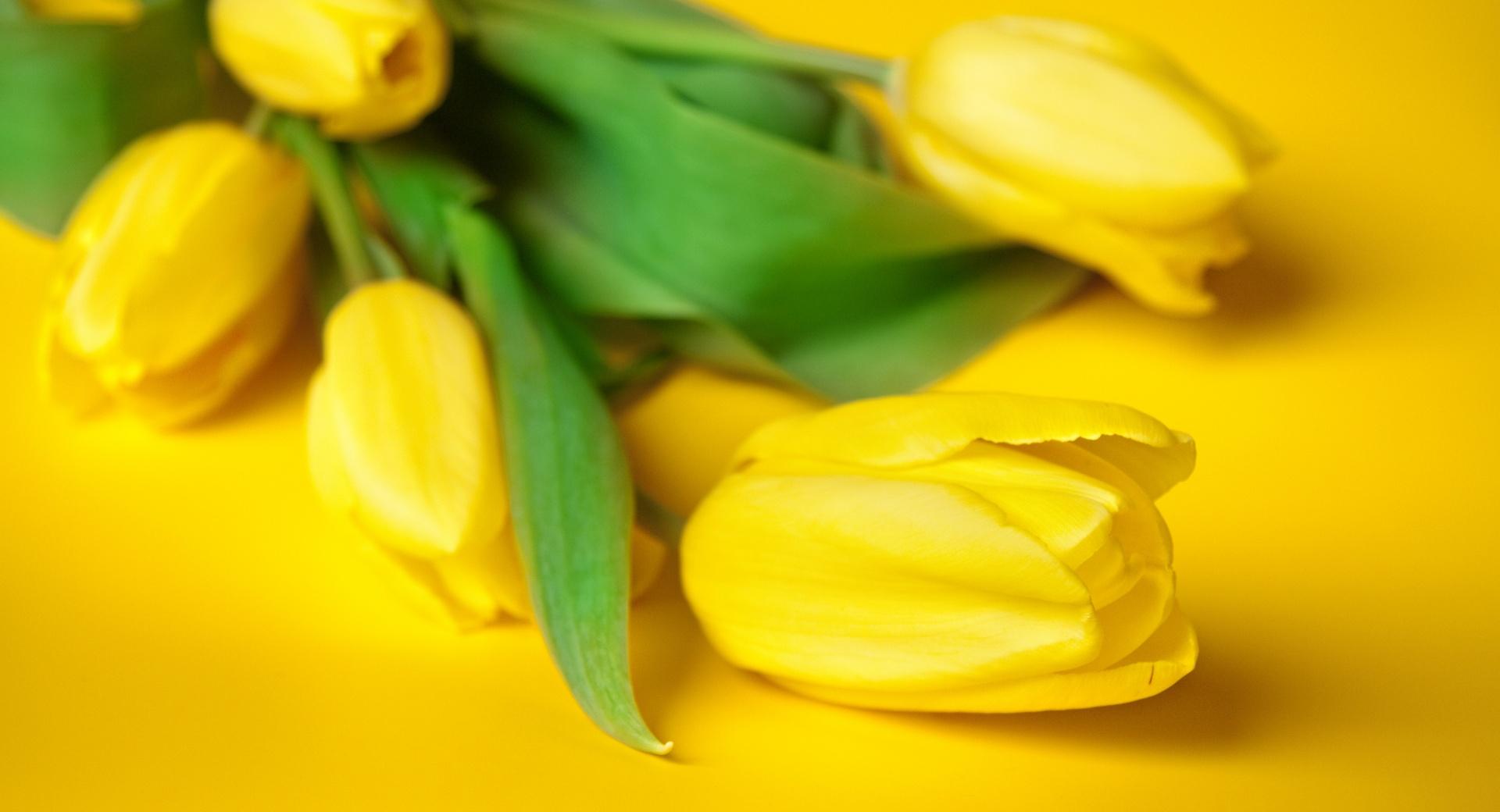Easter Flowers at 320 x 480 iPhone size wallpapers HD quality