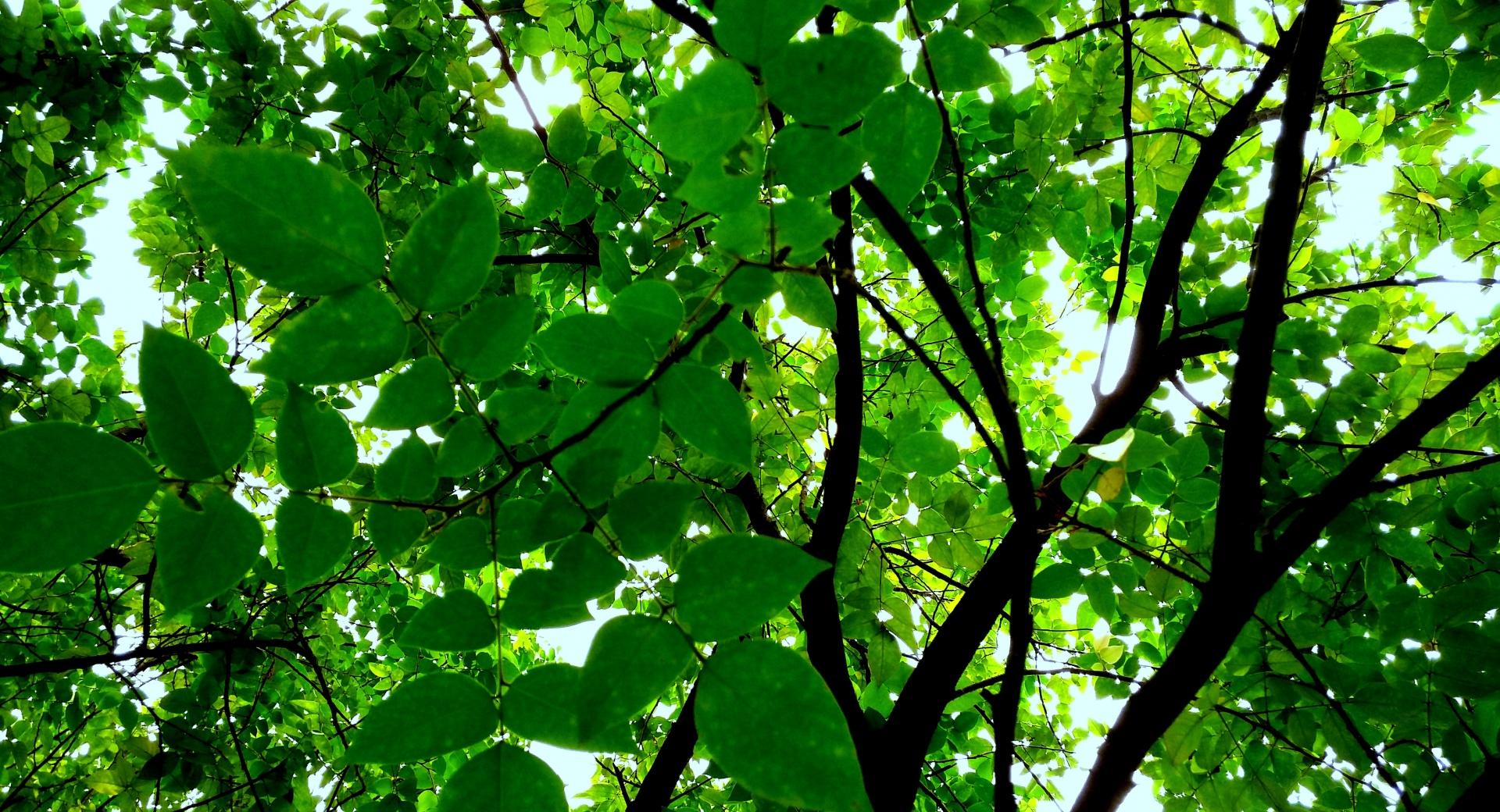 Ever Green at 640 x 1136 iPhone 5 size wallpapers HD quality