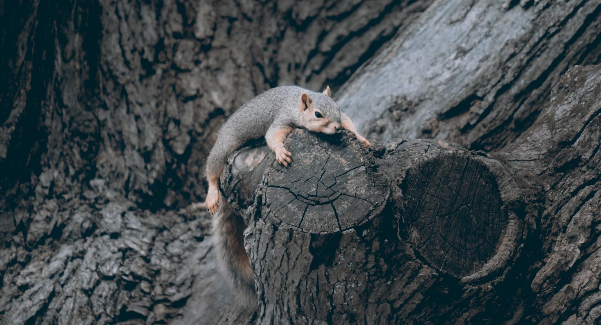 Exhausted Squirrel at 2048 x 2048 iPad size wallpapers HD quality