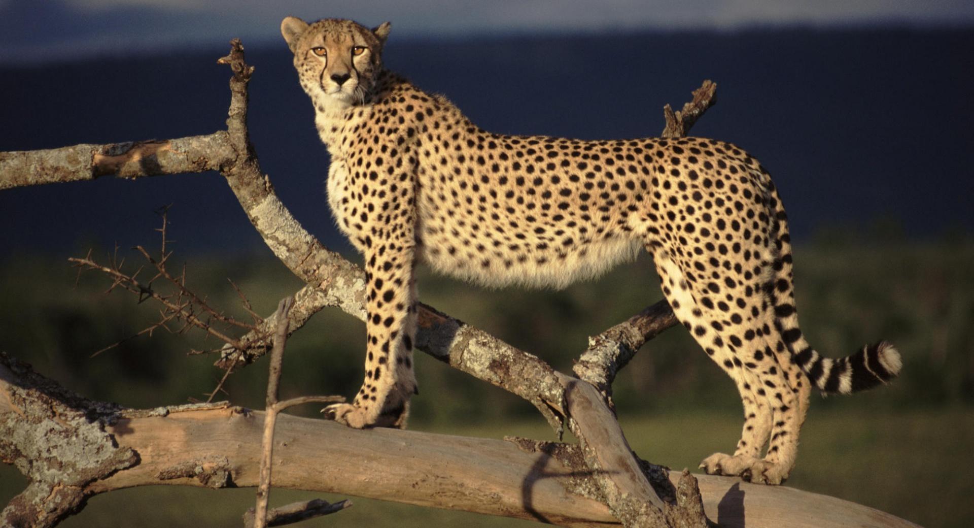 Female Cheetah On The Lookout Masai Mara Kenya at 320 x 480 iPhone size wallpapers HD quality