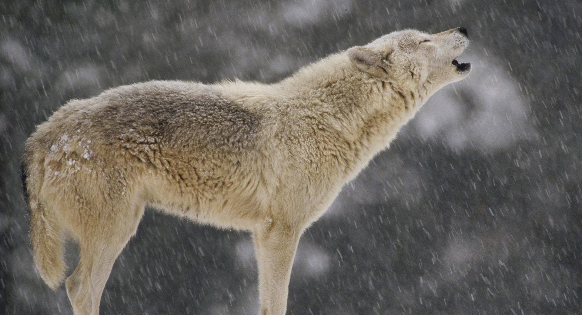 Female Timber Wolf Howling North America at 1152 x 864 size wallpapers HD quality