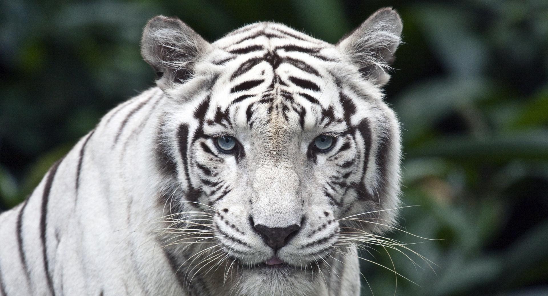 Female White Tiger at 2048 x 2048 iPad size wallpapers HD quality