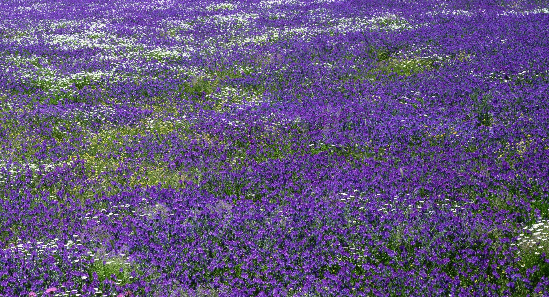 Field of Purple Flowers at 750 x 1334 iPhone 6 size wallpapers HD quality