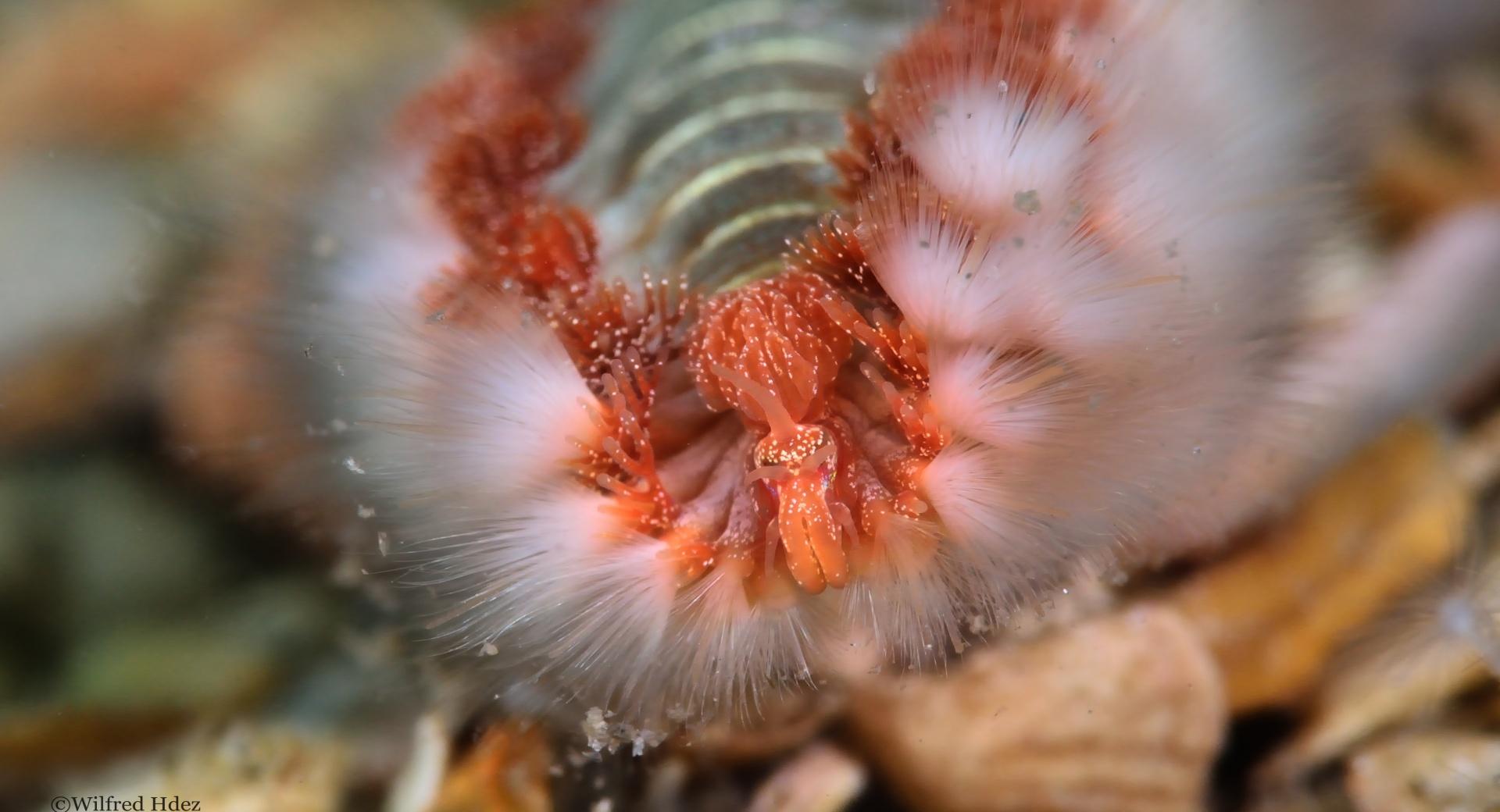 Fireworm Macro wallpapers HD quality