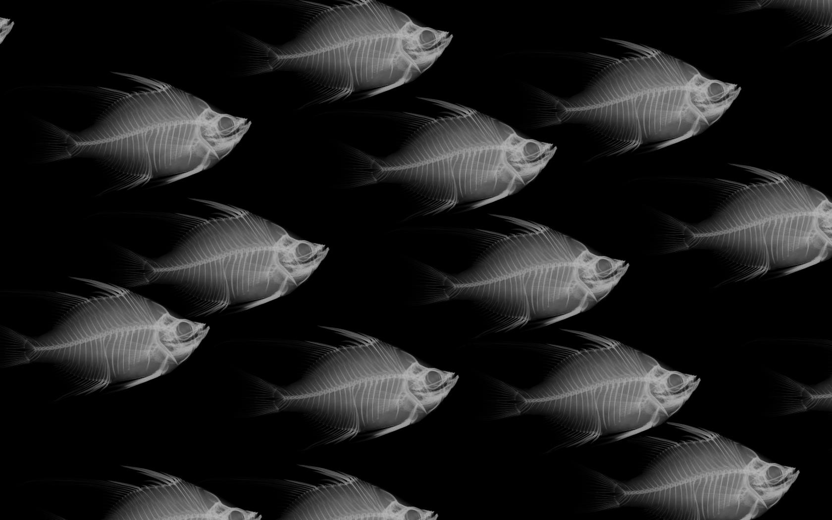 Fish at 1280 x 960 size wallpapers HD quality