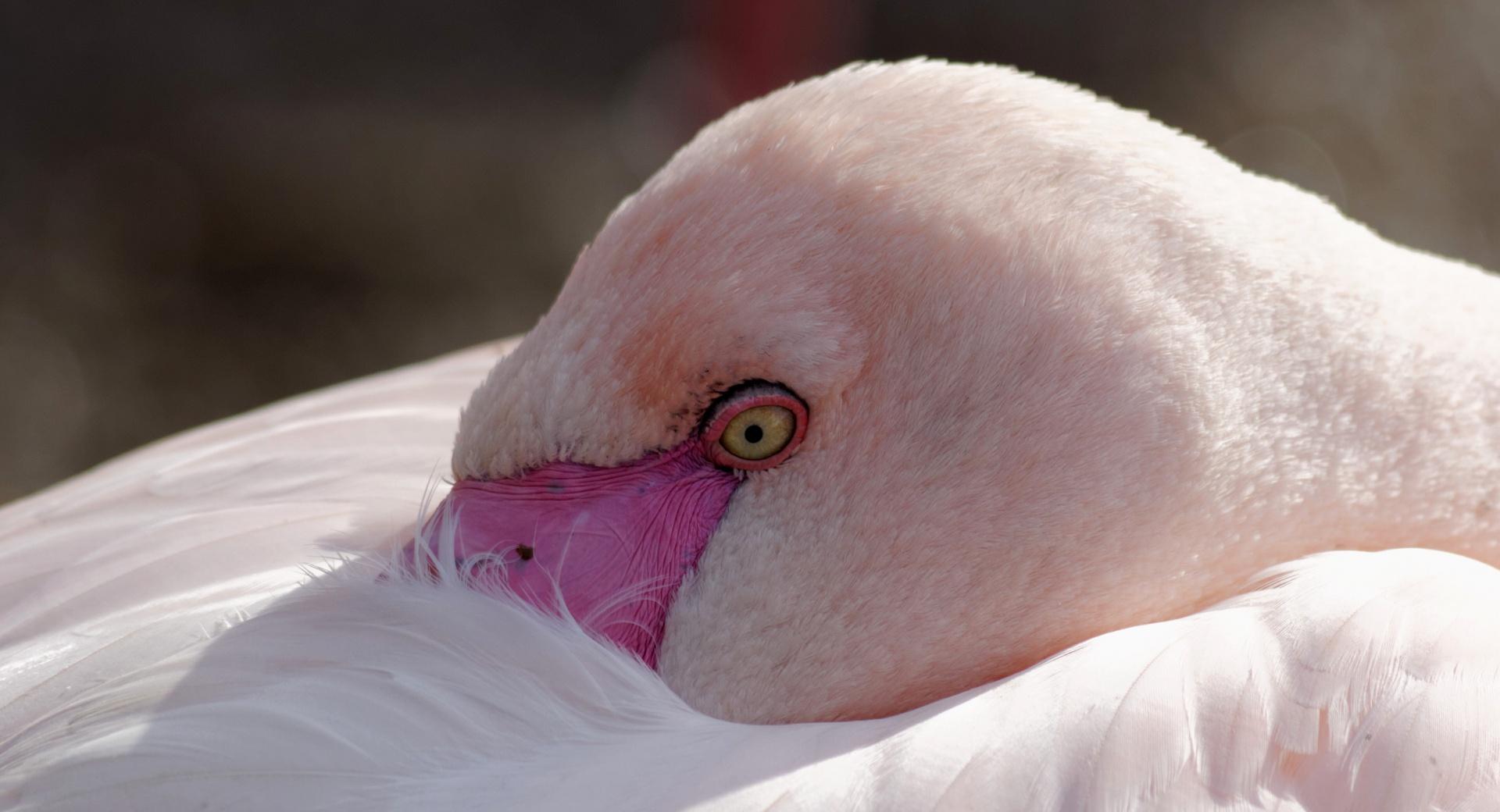 Flamingo at Zoo Hellbrunn Salzburg at 750 x 1334 iPhone 6 size wallpapers HD quality