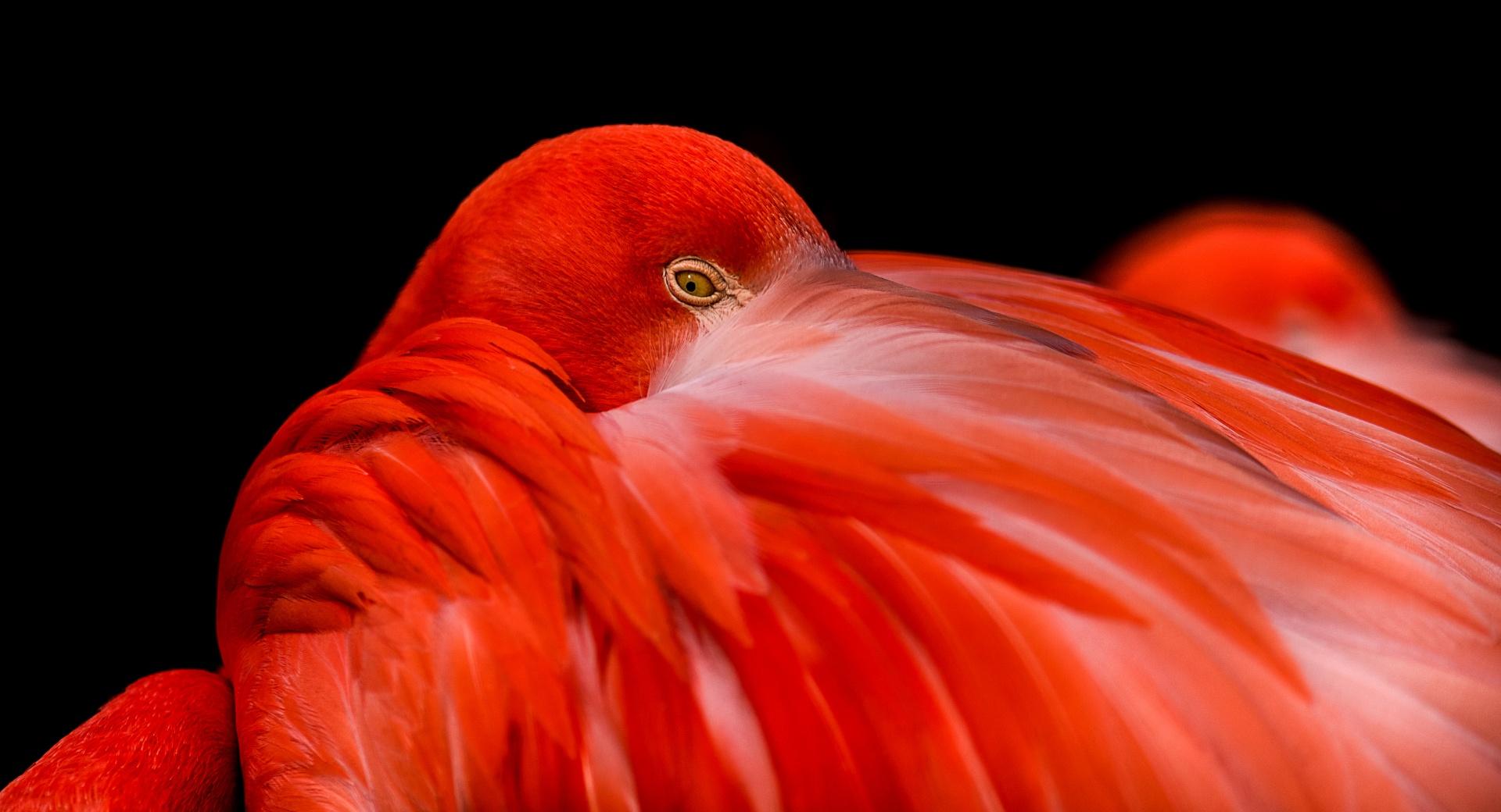 Flamingo Bird at 1024 x 1024 iPad size wallpapers HD quality