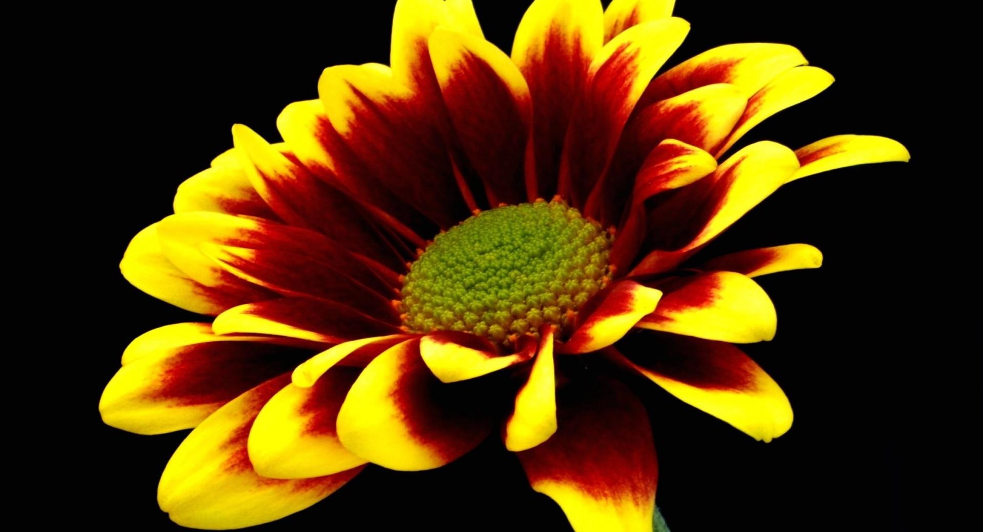 Flower On Black Background at 1024 x 1024 iPad size wallpapers HD quality