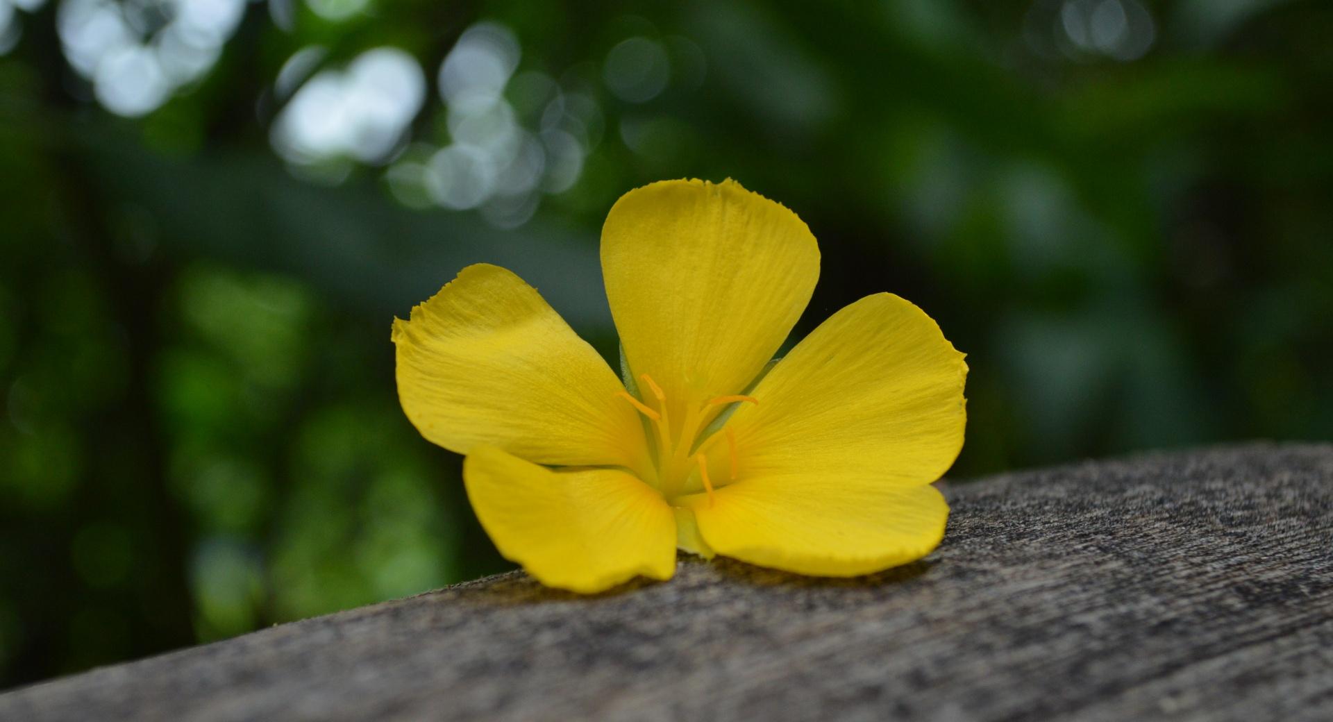 Flower on the Timber at 1600 x 1200 size wallpapers HD quality