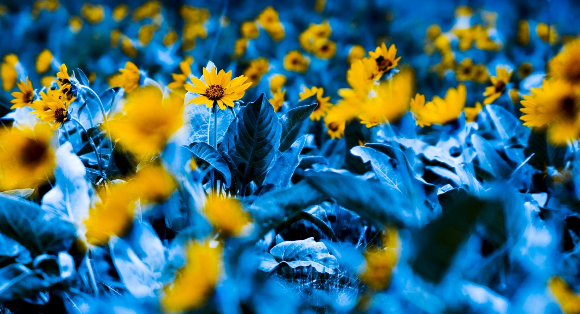 Flowers With Blue Leaves wallpapers HD quality