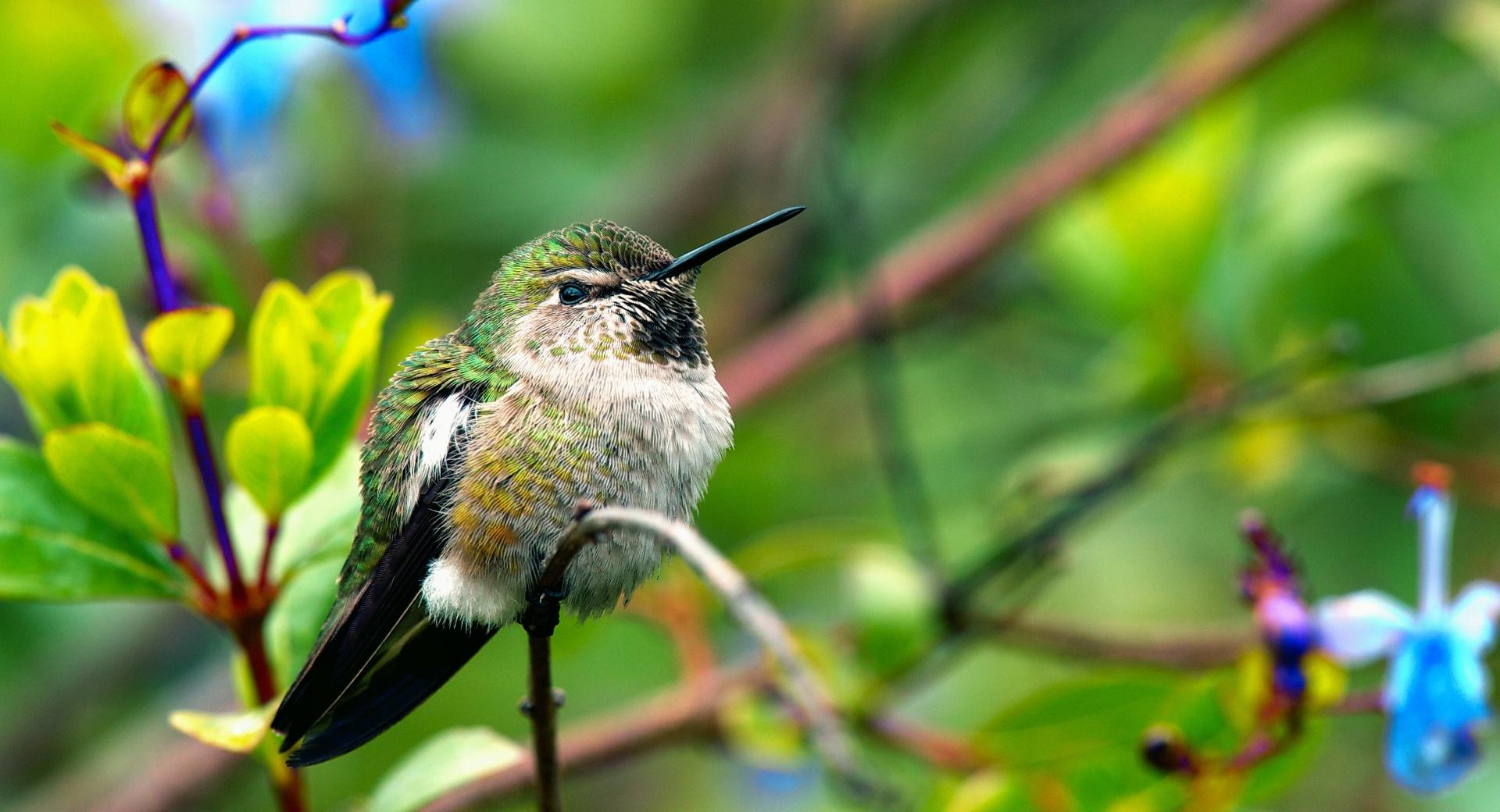Fluffy Hummingbird at 640 x 960 iPhone 4 size wallpapers HD quality