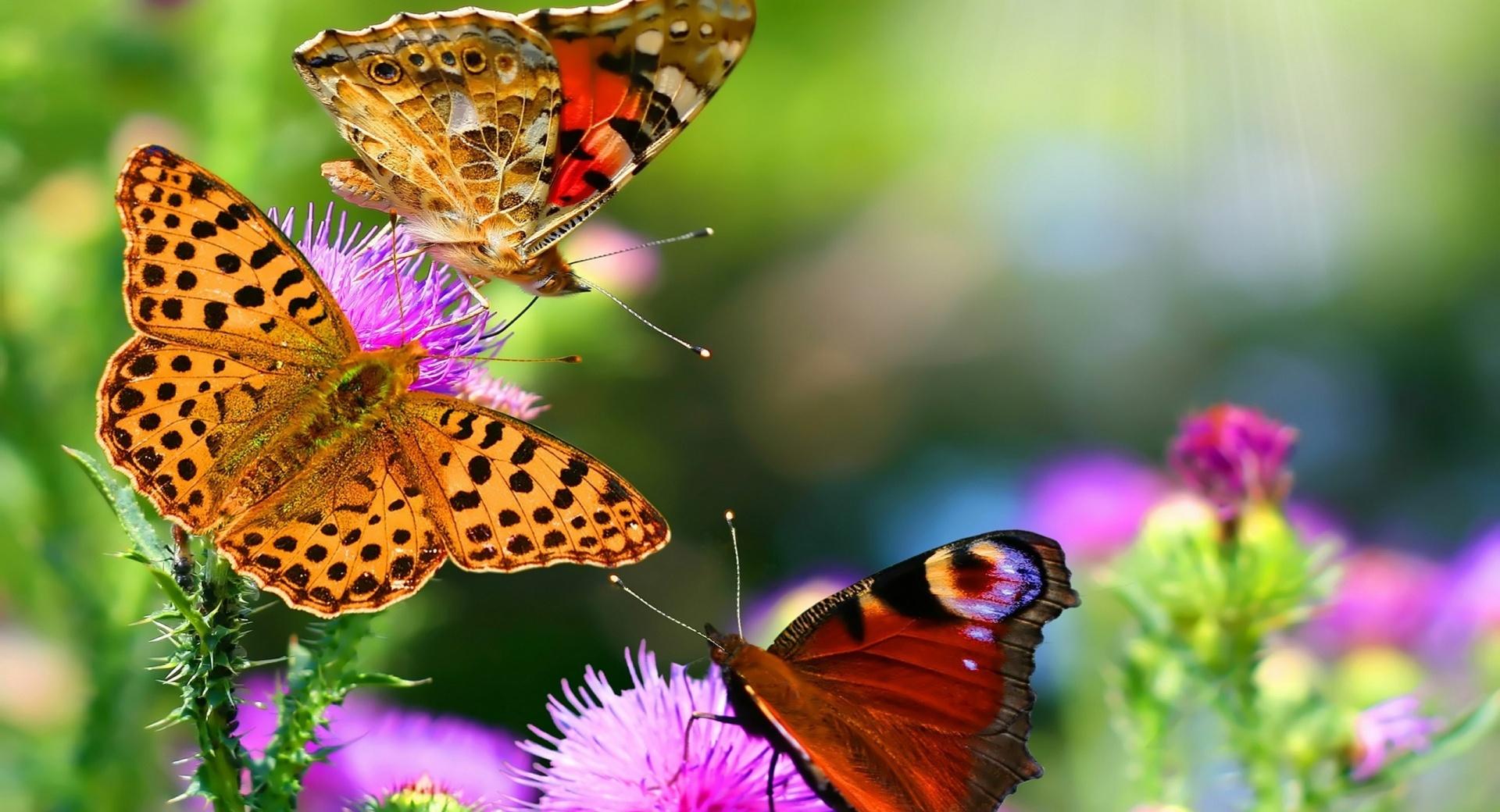 Fluttering Butterflies at 2048 x 2048 iPad size wallpapers HD quality