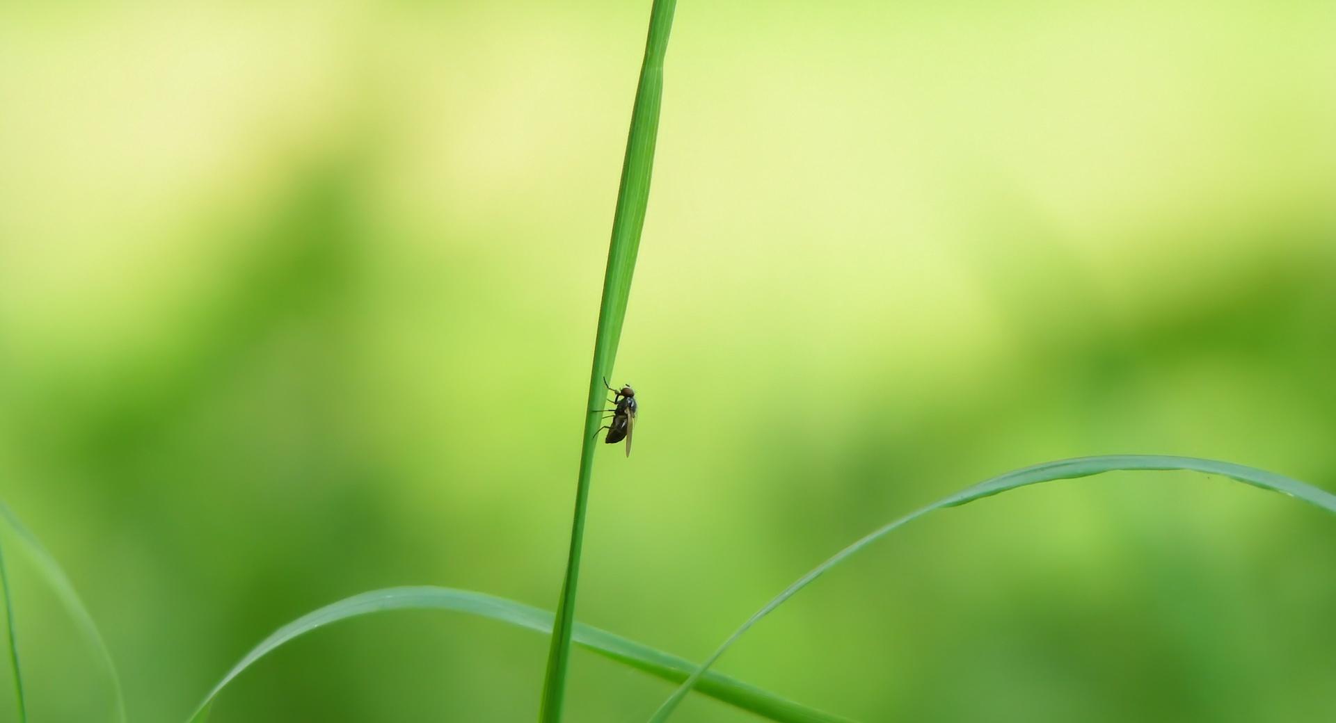 Fly On A Blade Of Grass at 1024 x 1024 iPad size wallpapers HD quality