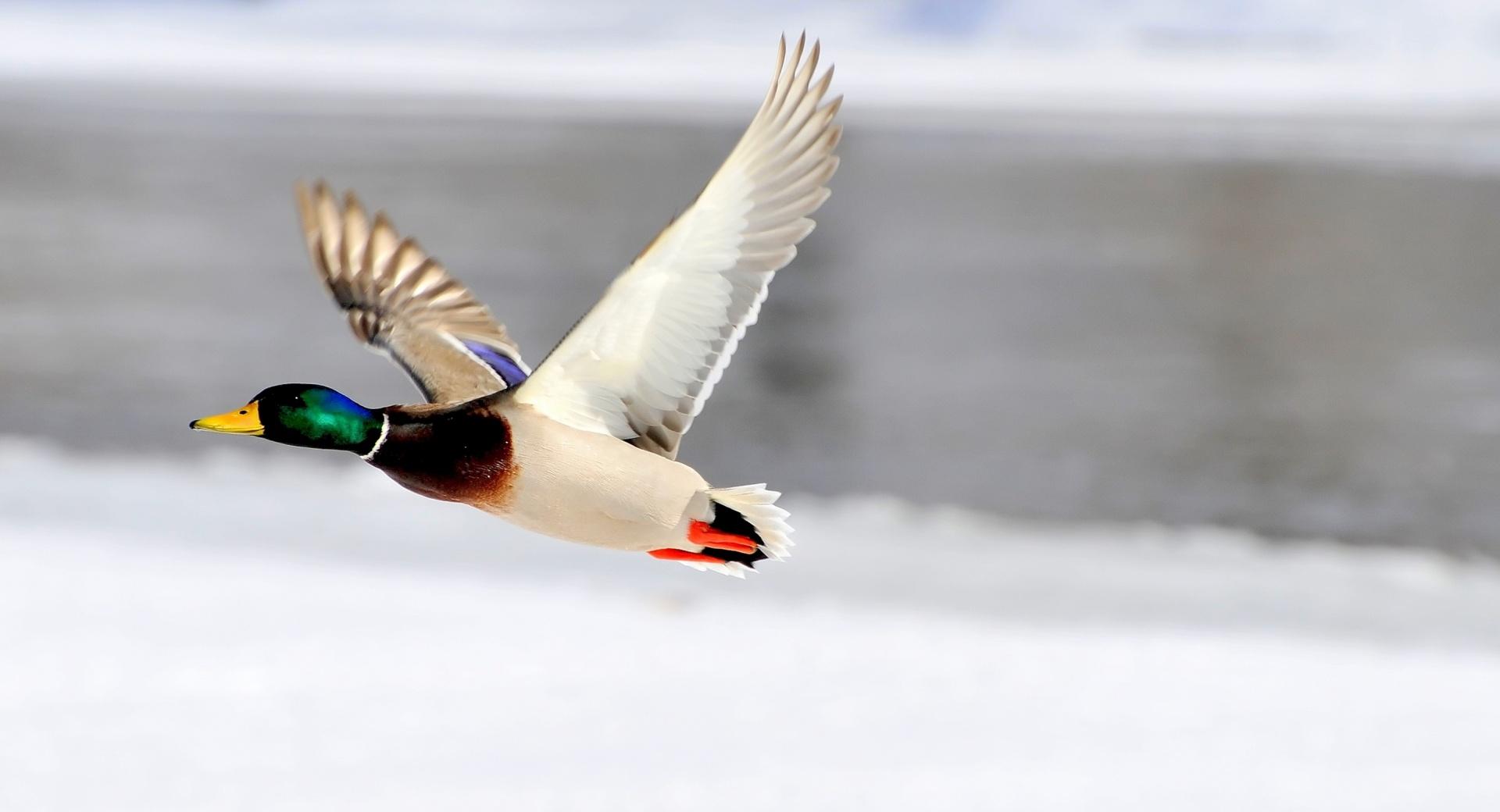 Flying Duck at 1152 x 864 size wallpapers HD quality