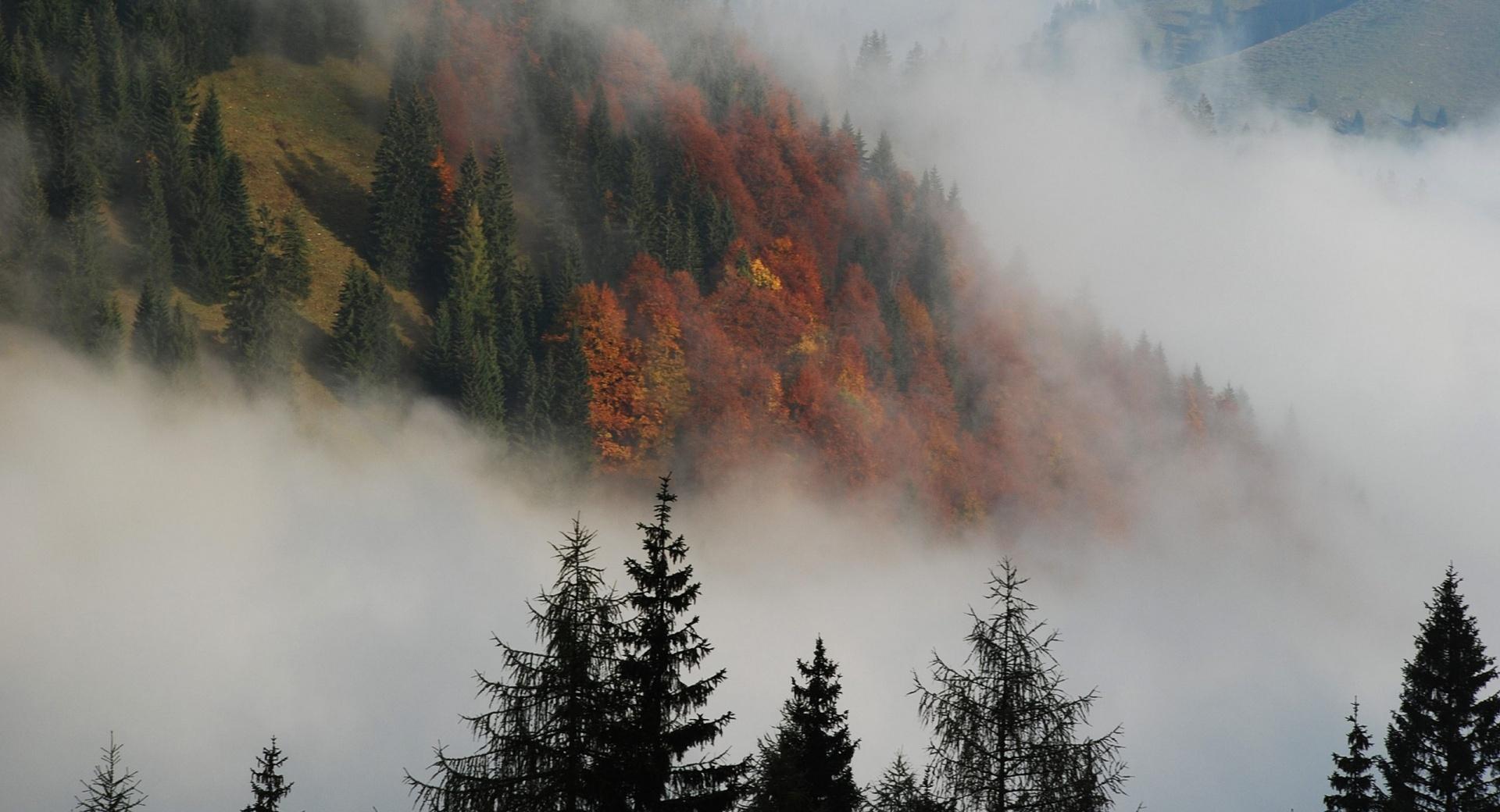 Foggy Mountain Forest at 640 x 1136 iPhone 5 size wallpapers HD quality
