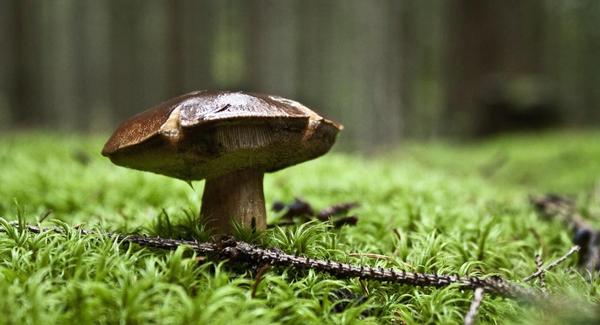 Forest Mushroom at 320 x 480 iPhone size wallpapers HD quality