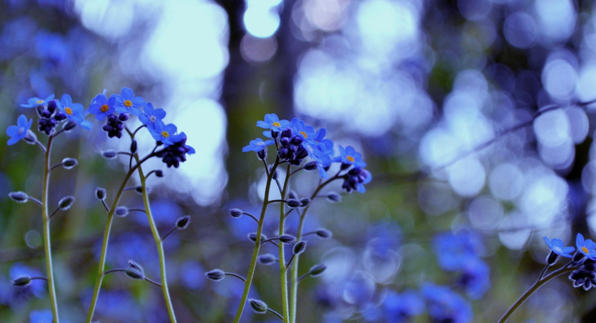 Forget Me Not Flowers at 1024 x 1024 iPad size wallpapers HD quality