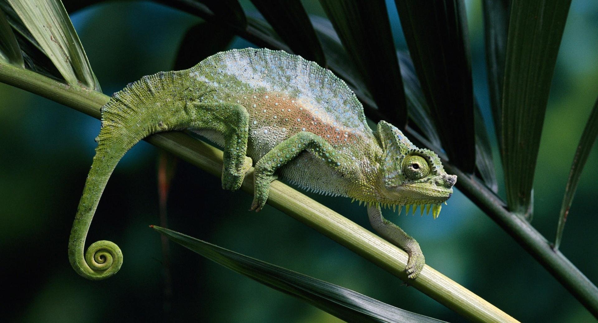 Four Horned Chameleon at 1024 x 1024 iPad size wallpapers HD quality