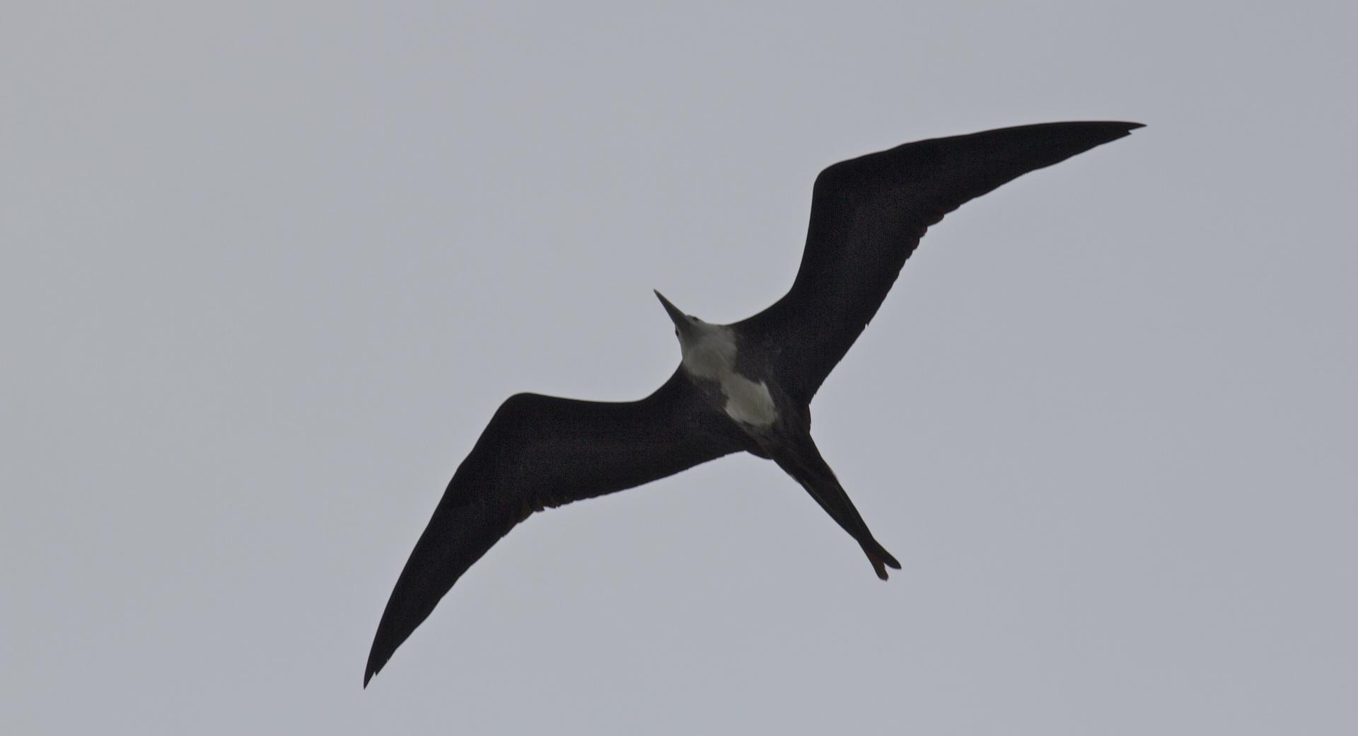 Frigatebird at 750 x 1334 iPhone 6 size wallpapers HD quality