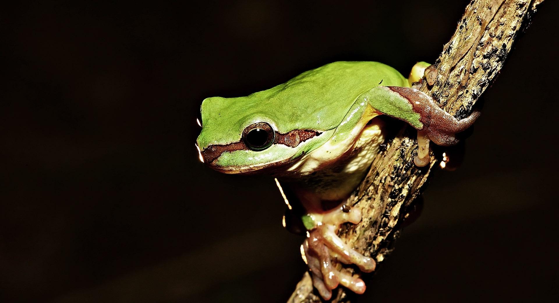 Frog On Branch at 1024 x 768 size wallpapers HD quality